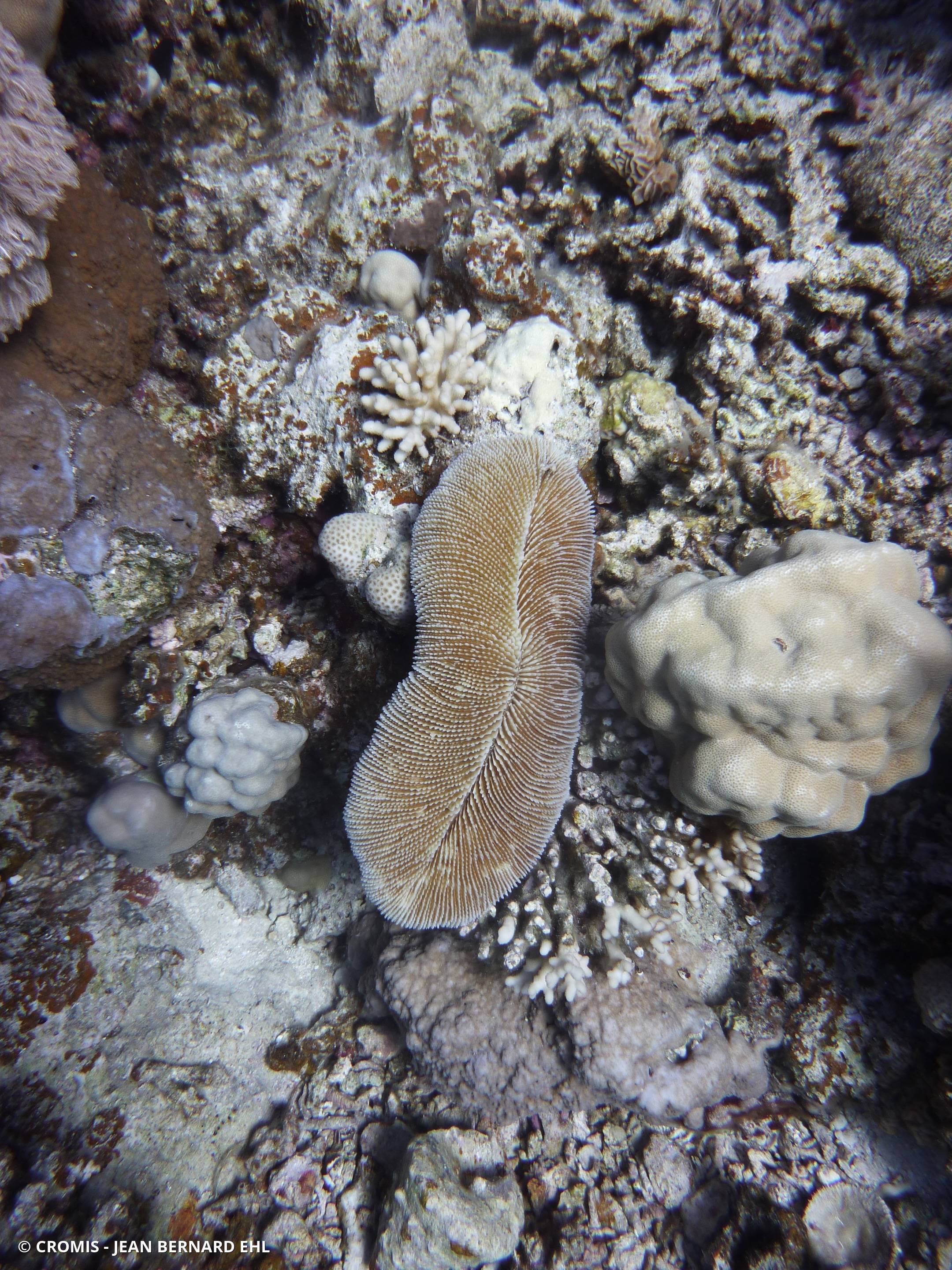 Corail champignon à rayons
