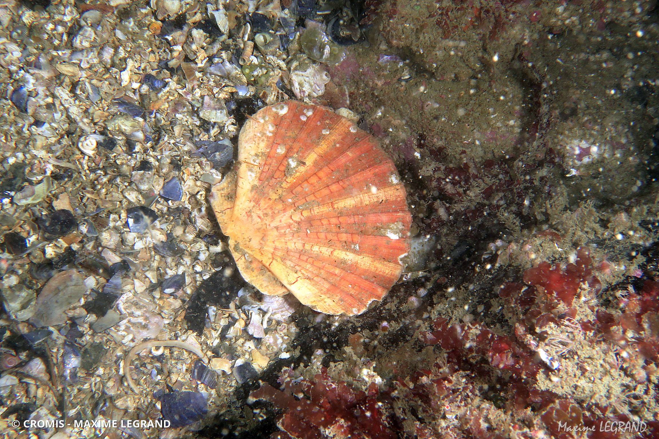 Coquille Saint-Jacques de l'Atlantique