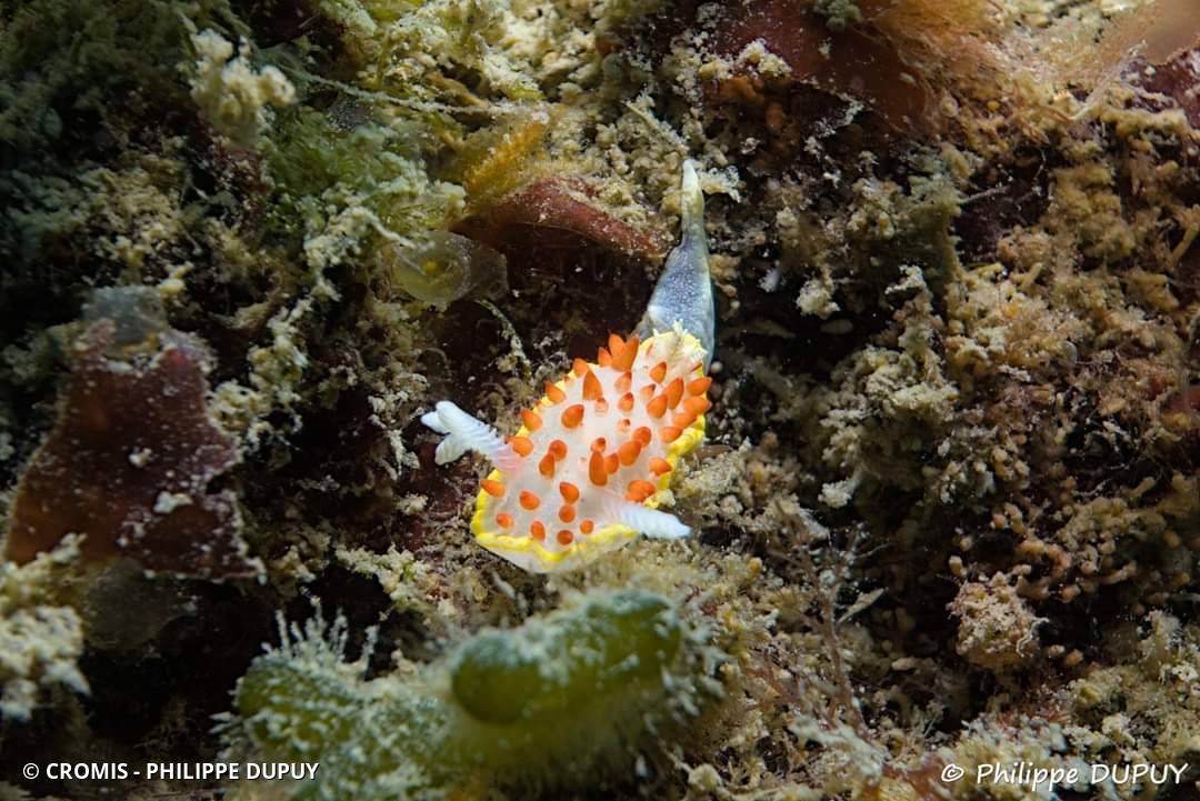 Doris à papilles rouges