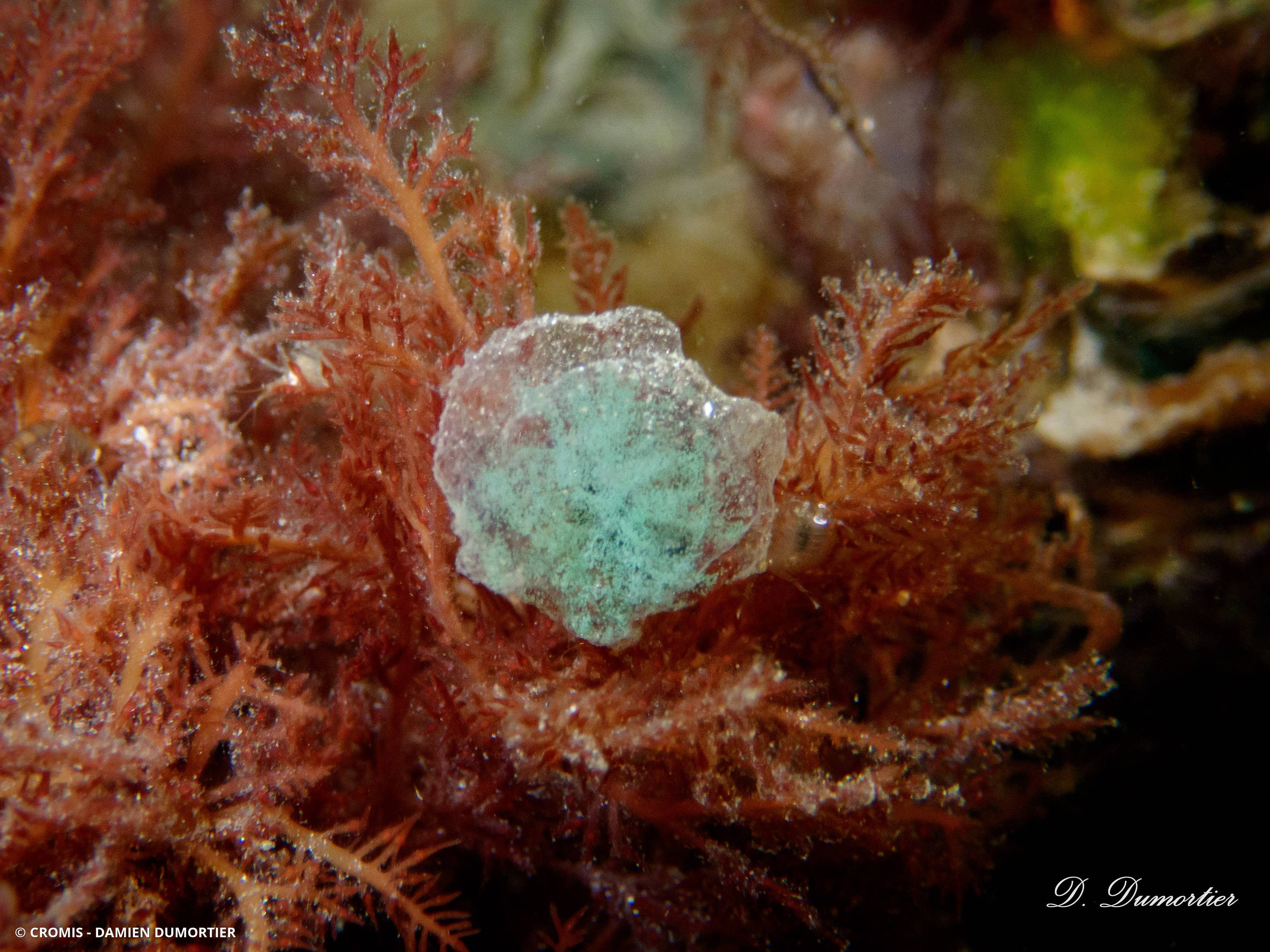 Phyllodoce tacheté