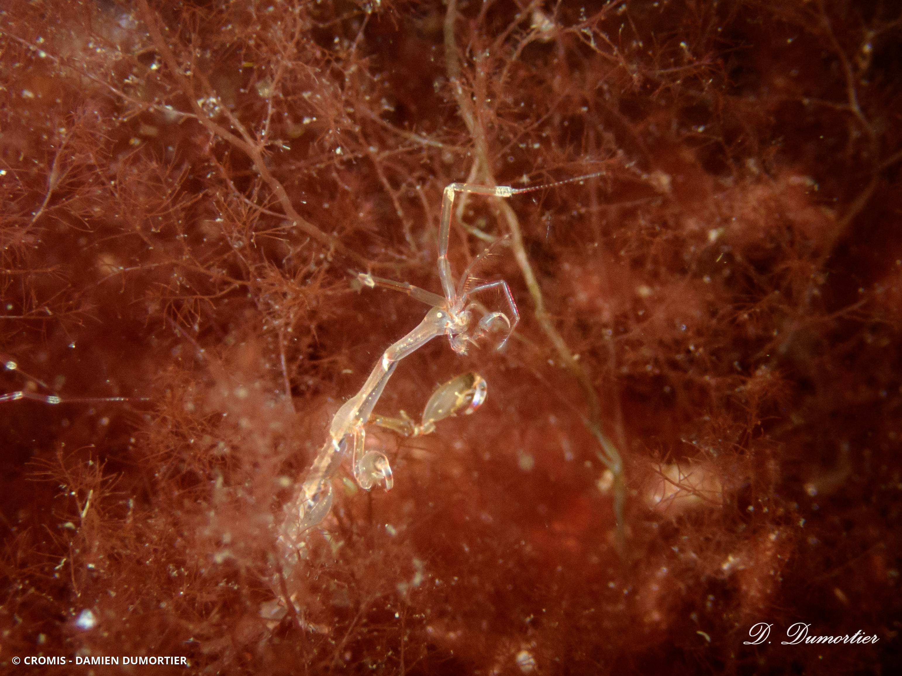 Caprelle japonaise