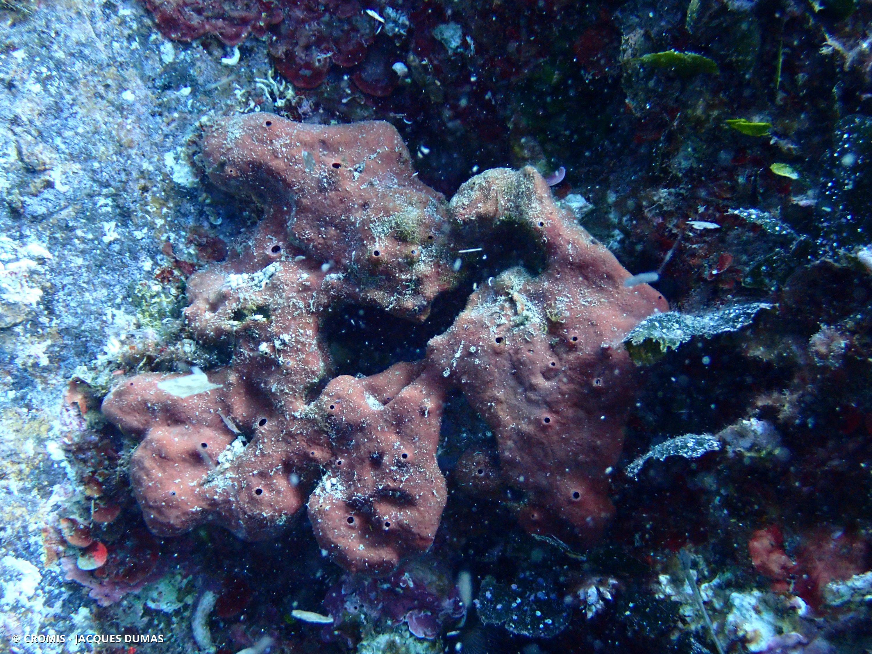 Eponge pierre