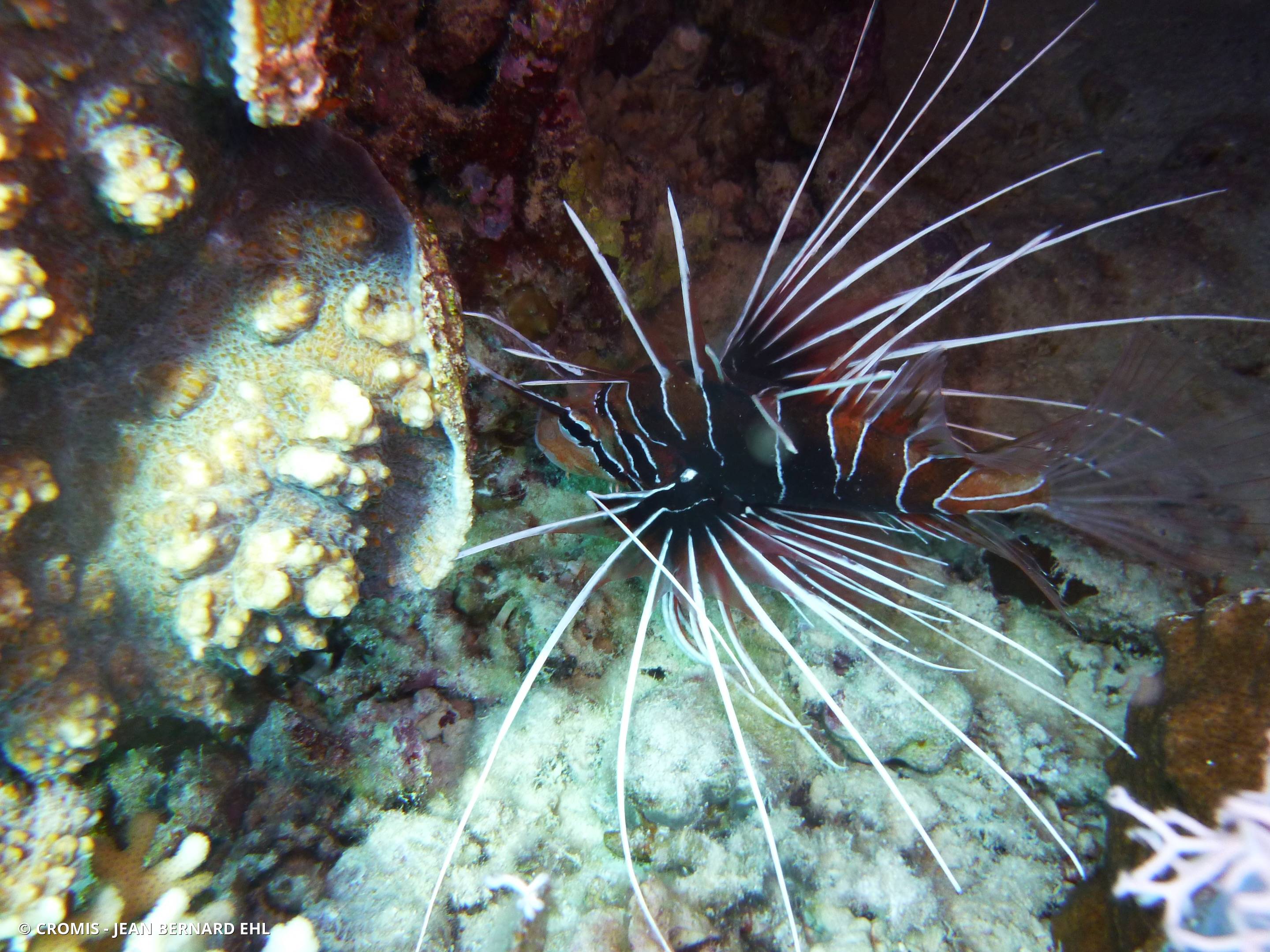 Poisson-lion de Mer Rouge