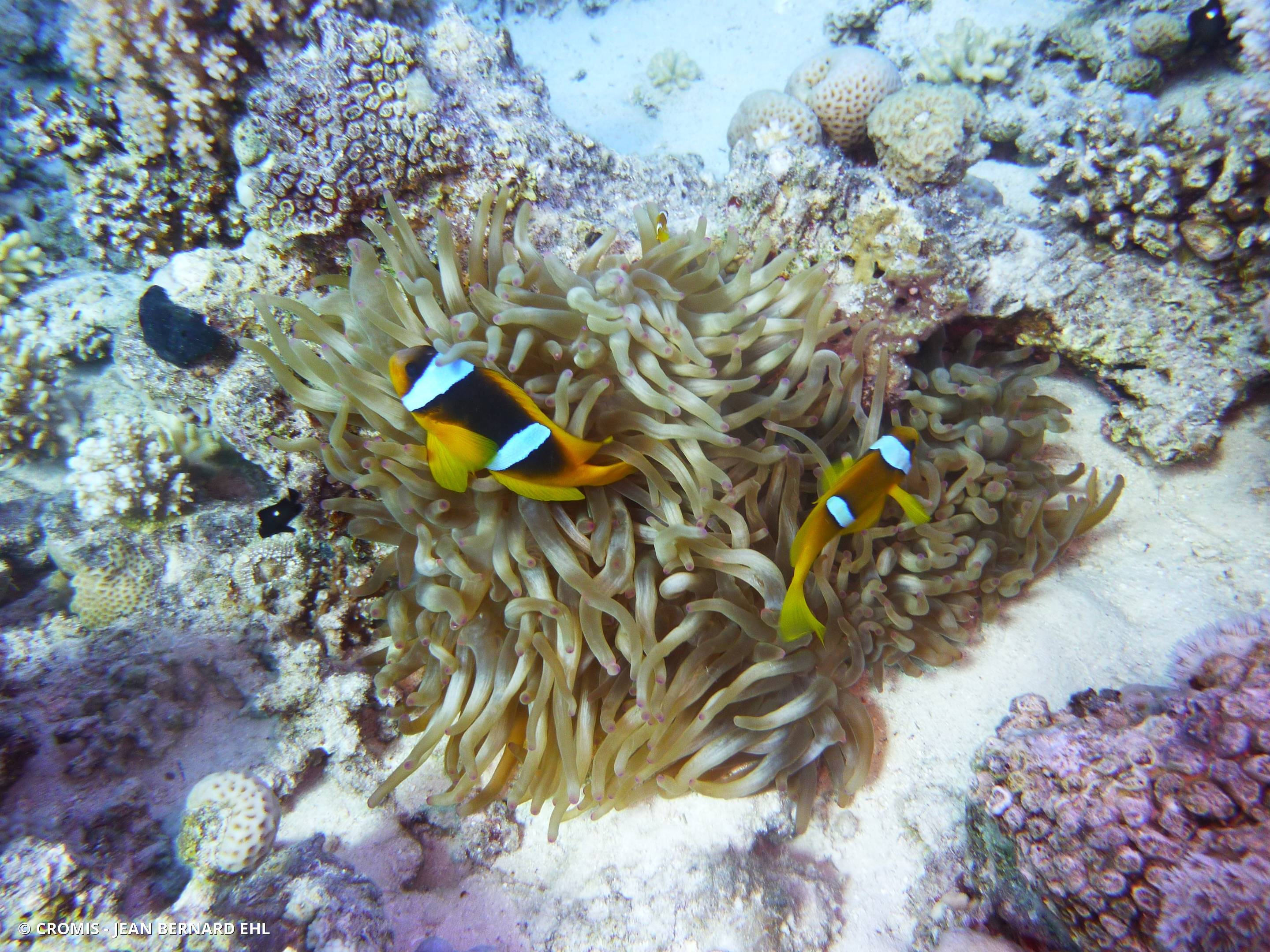 Poisson-clown à deux bandes