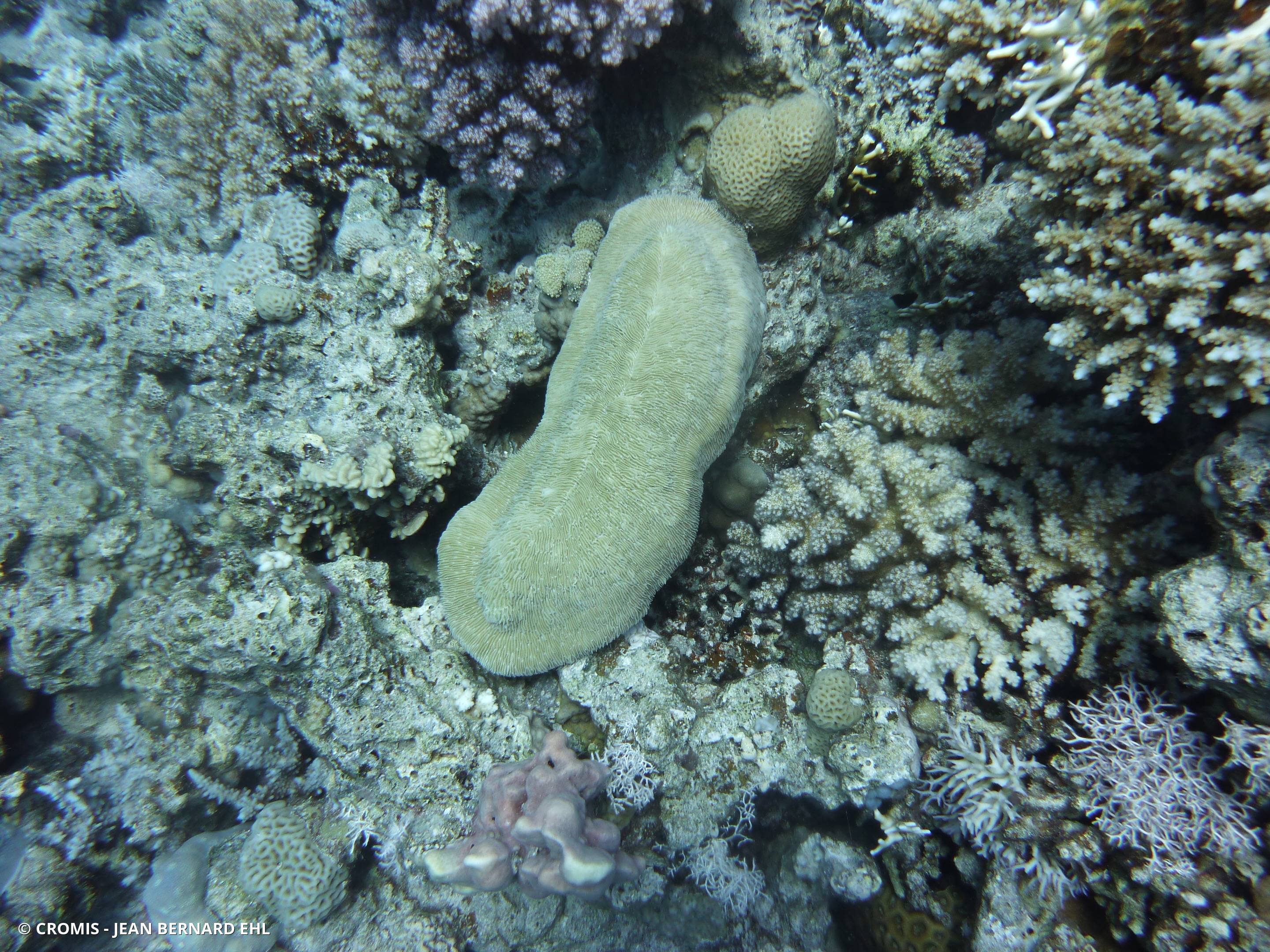 Corail champignon à rayons