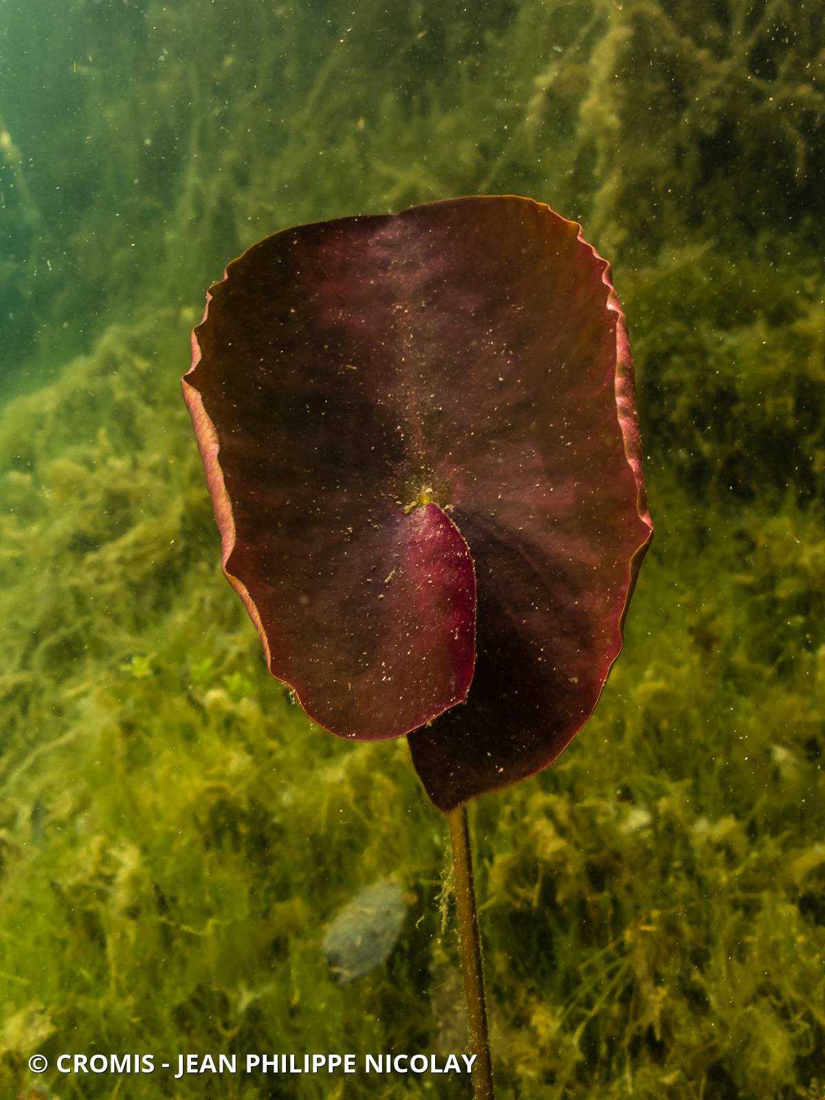 Nénuphar blanc