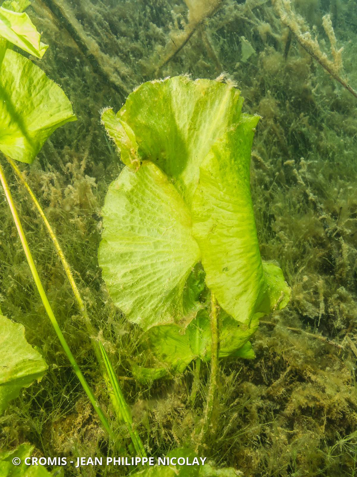 Nénuphar jaune