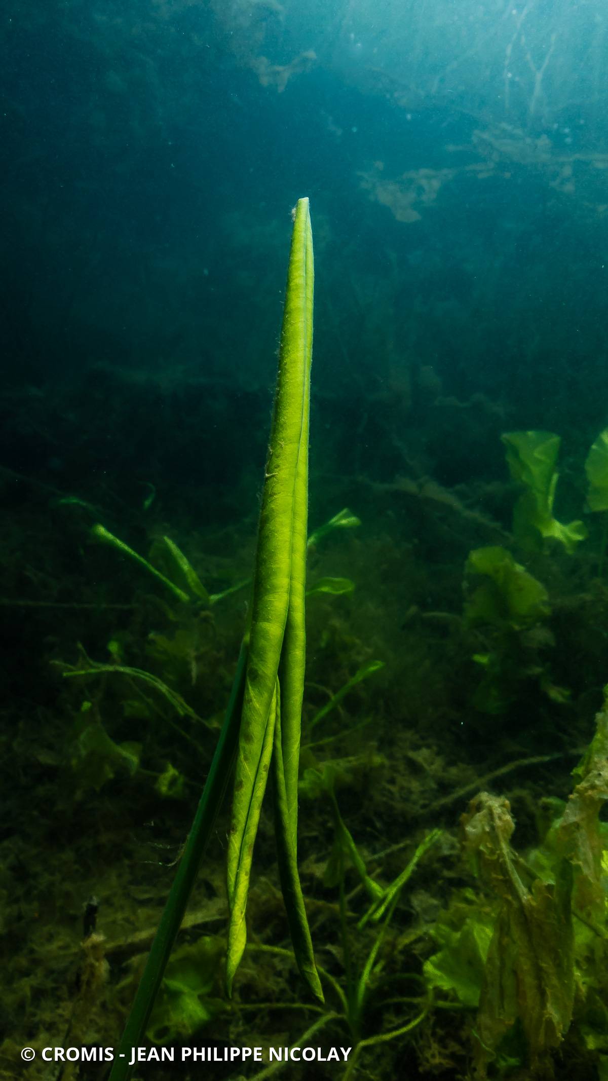 Nénuphar jaune