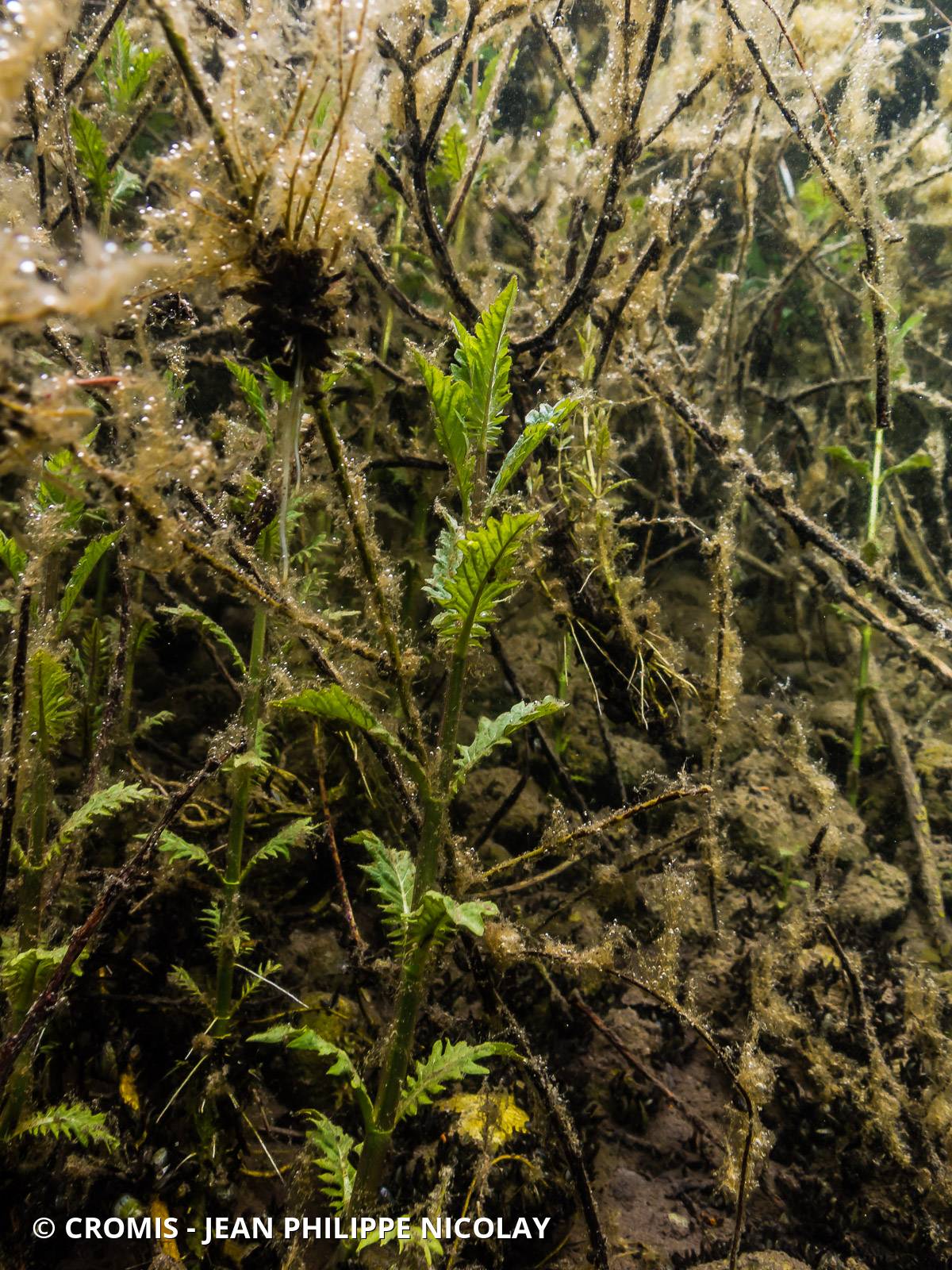 Rorripe amphibie