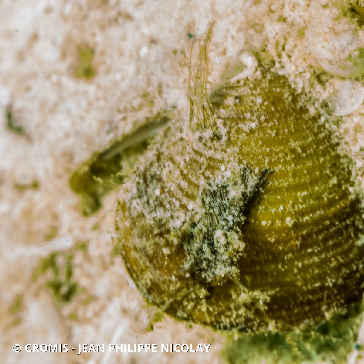 Corbicule asiatique