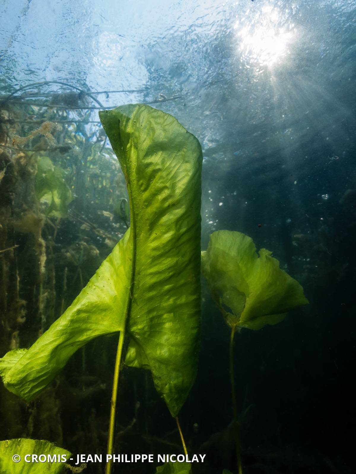 Nénuphar jaune
