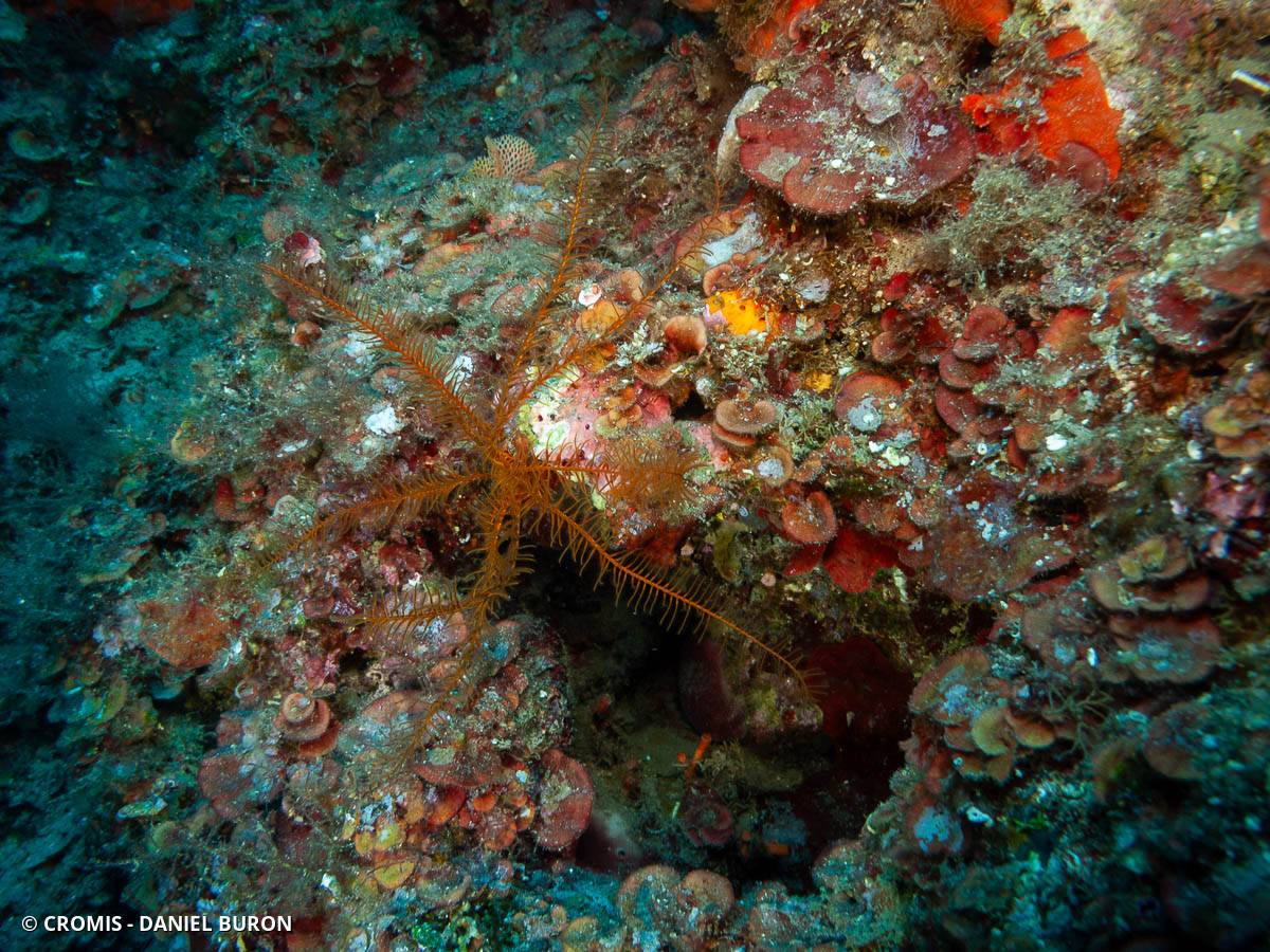 Comatule de Méditerranée