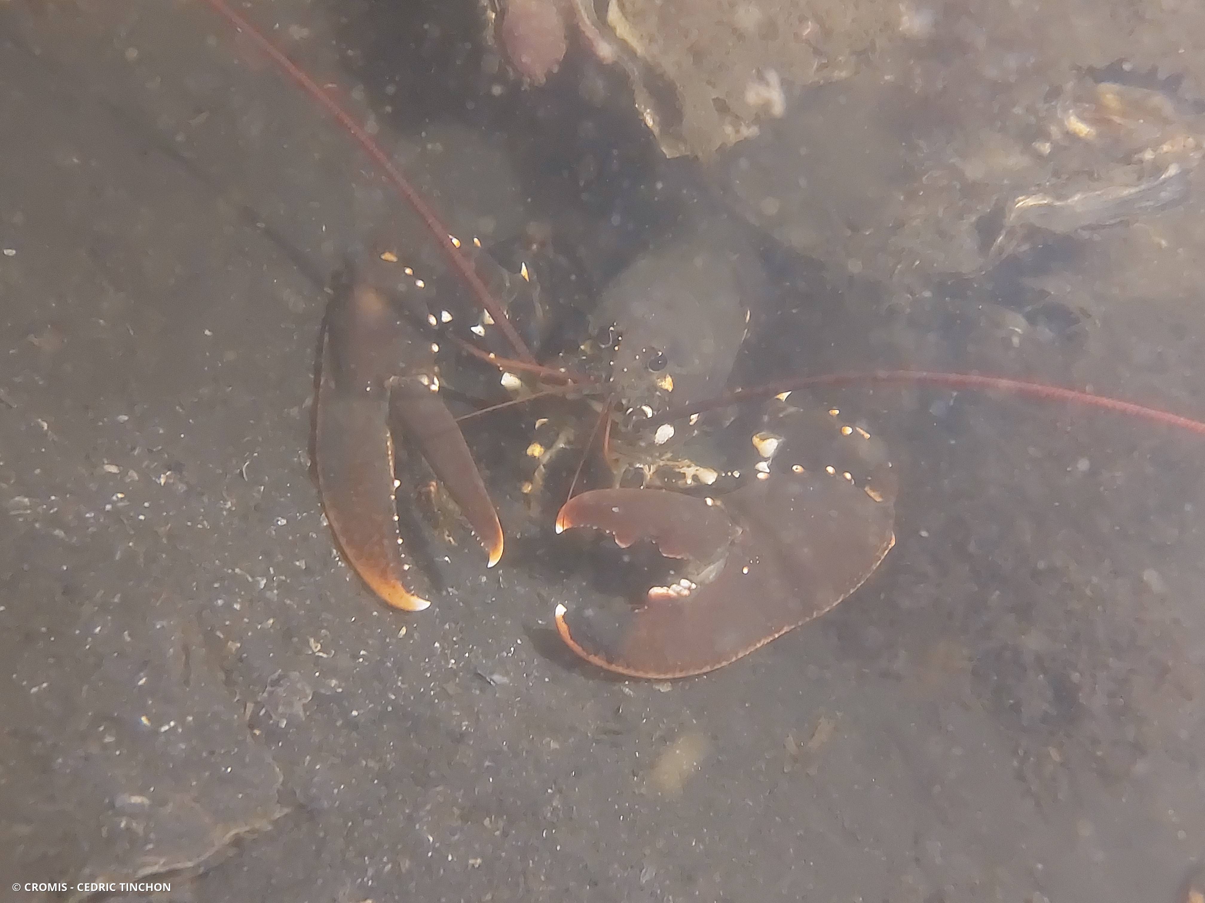 Homard européen