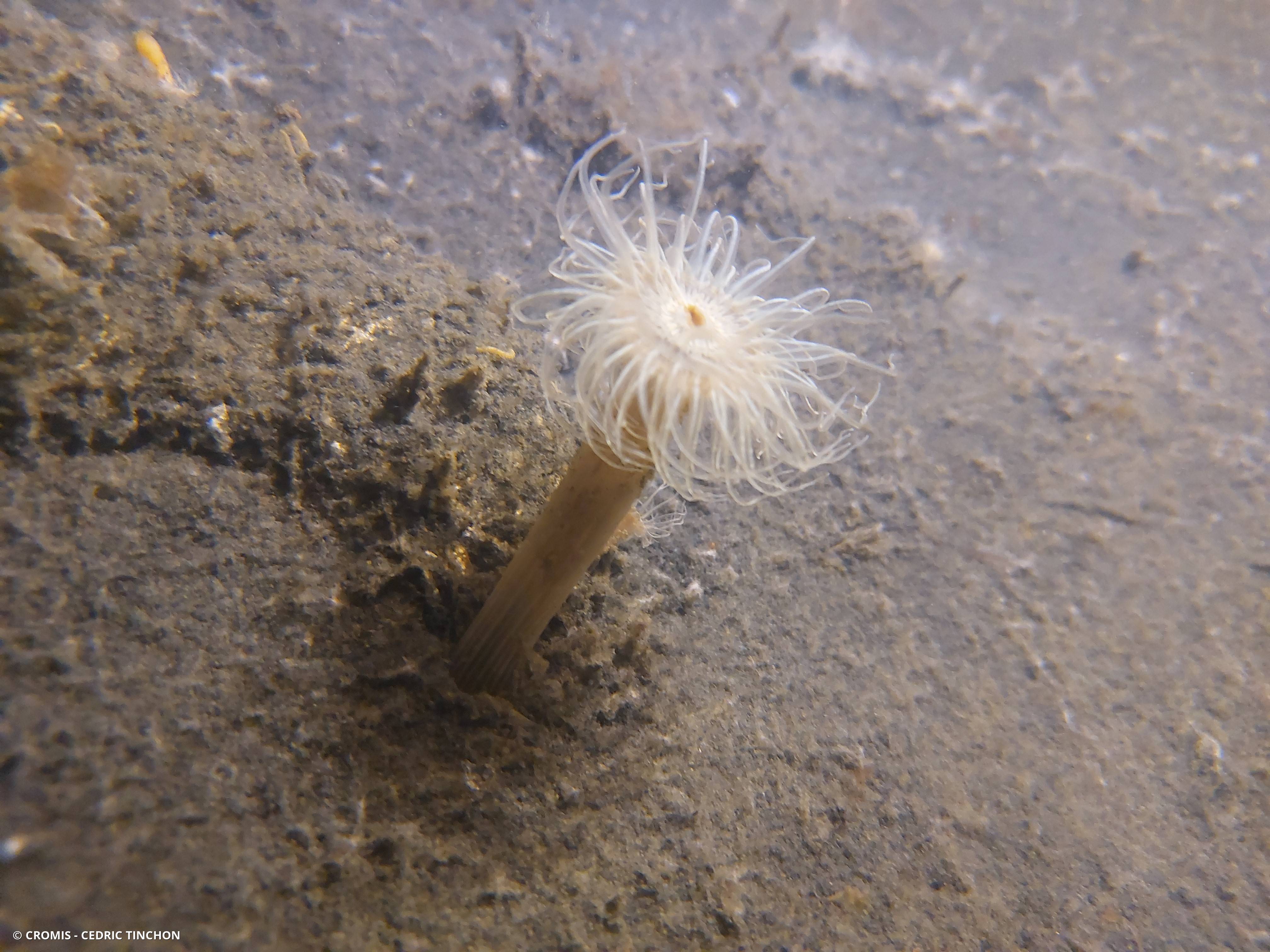 Sagartiogeton blanc