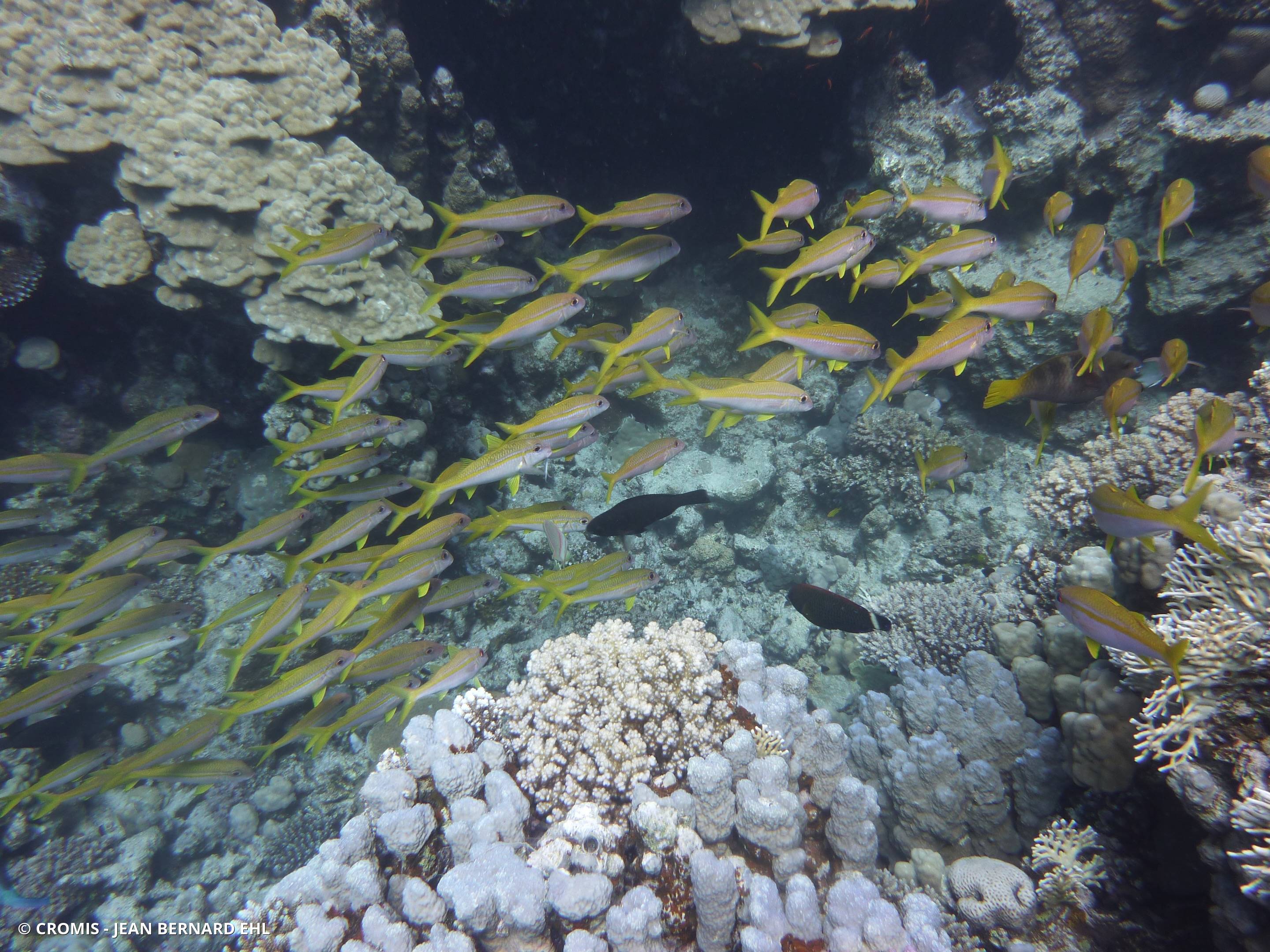 Capucin à bande jaune