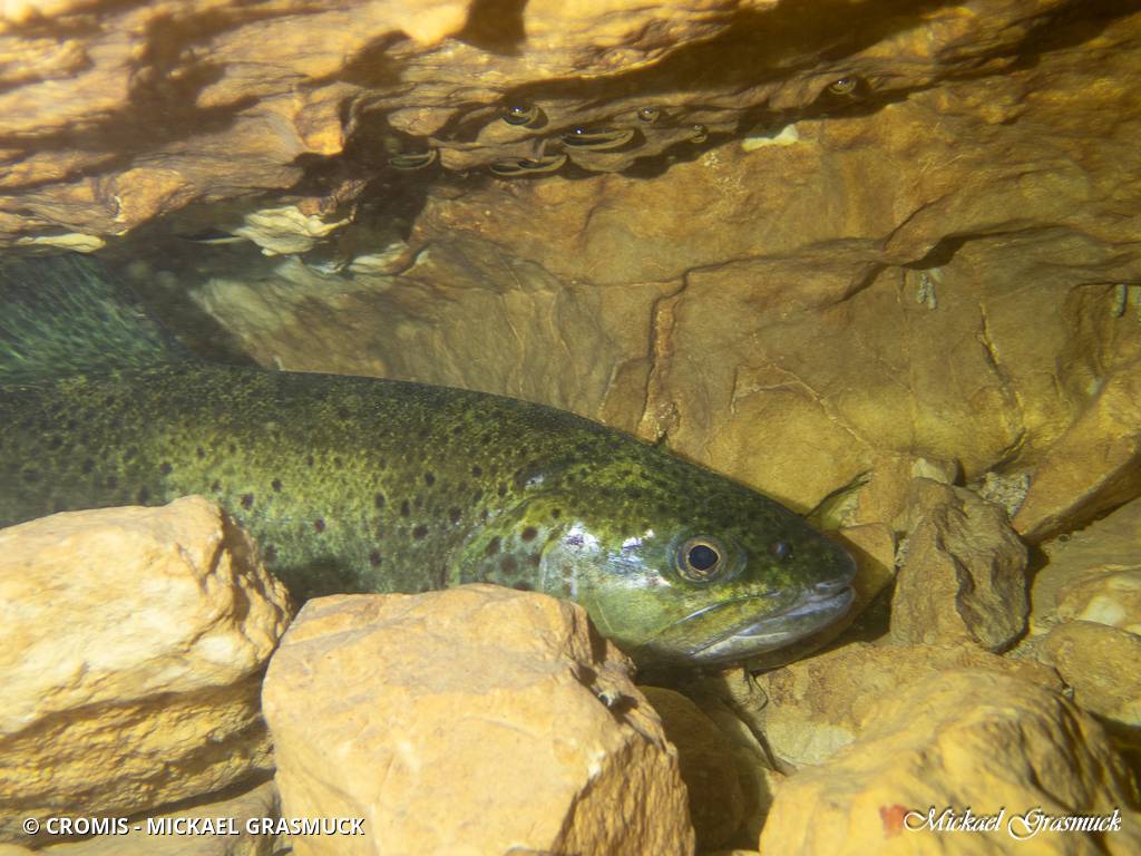 Truite de rivière