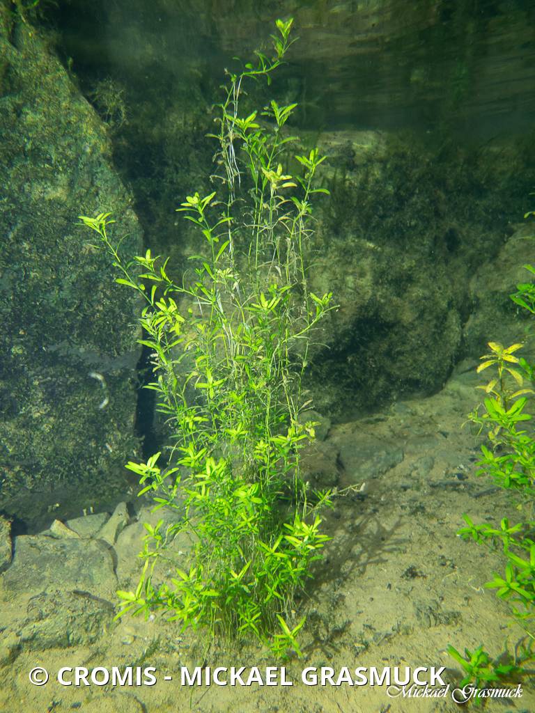 Callitriche