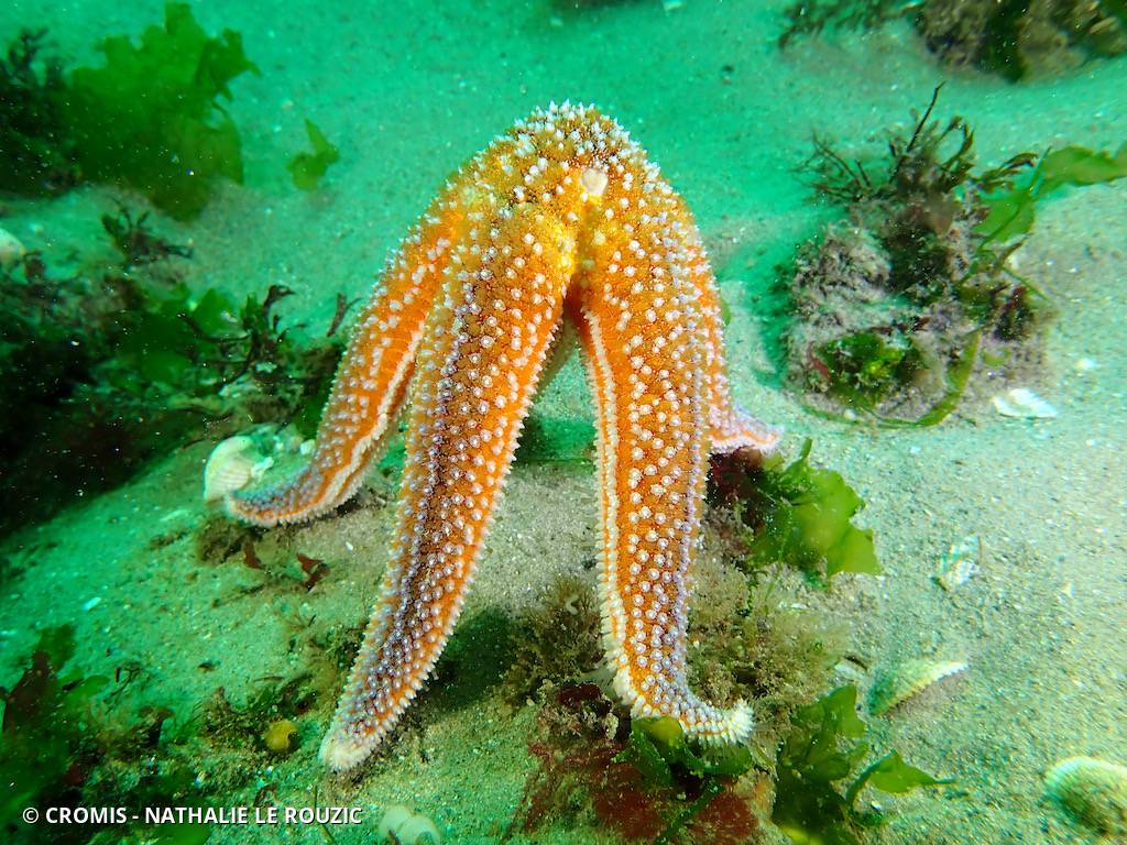 Étoile de mer commune