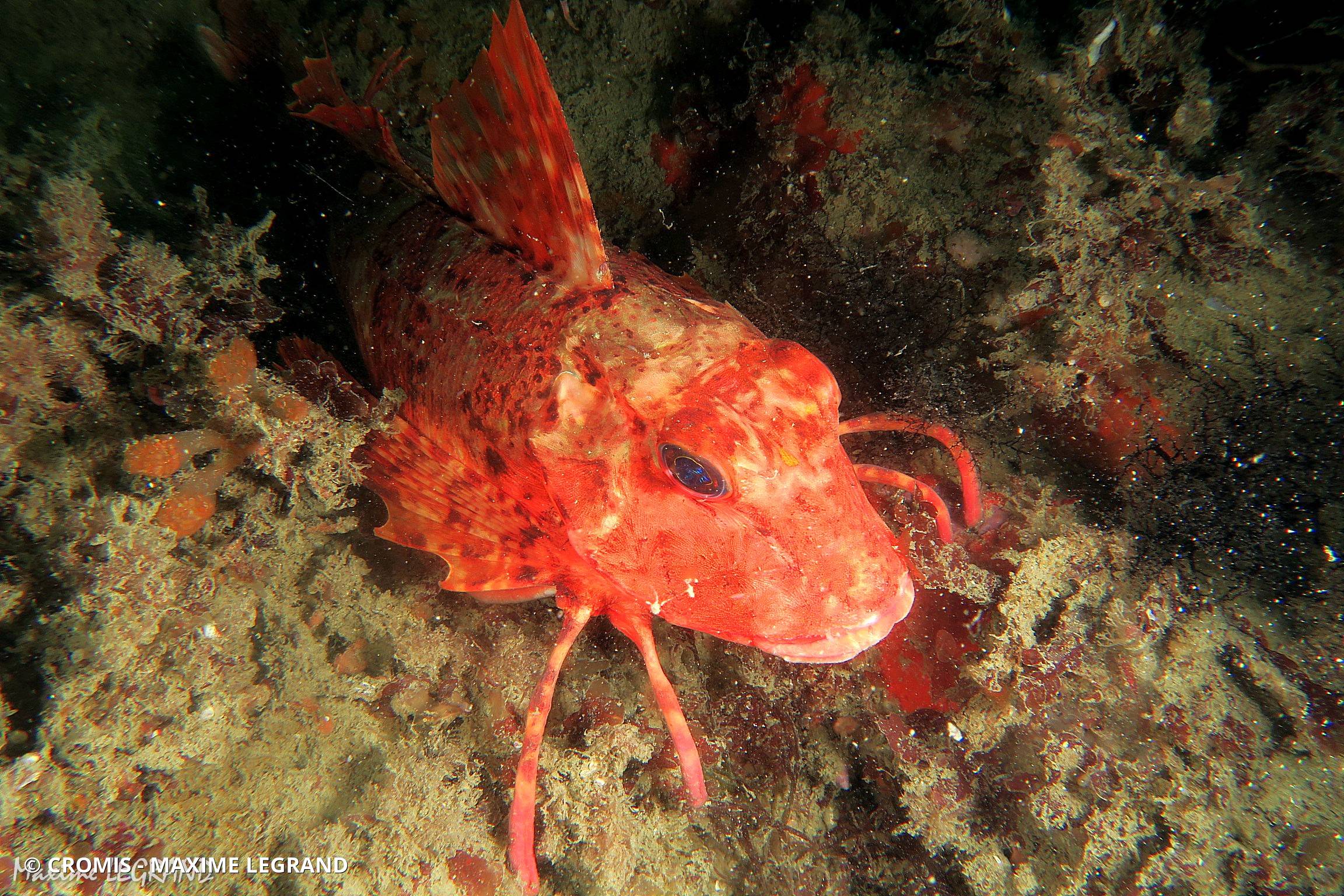 Grondin rouge