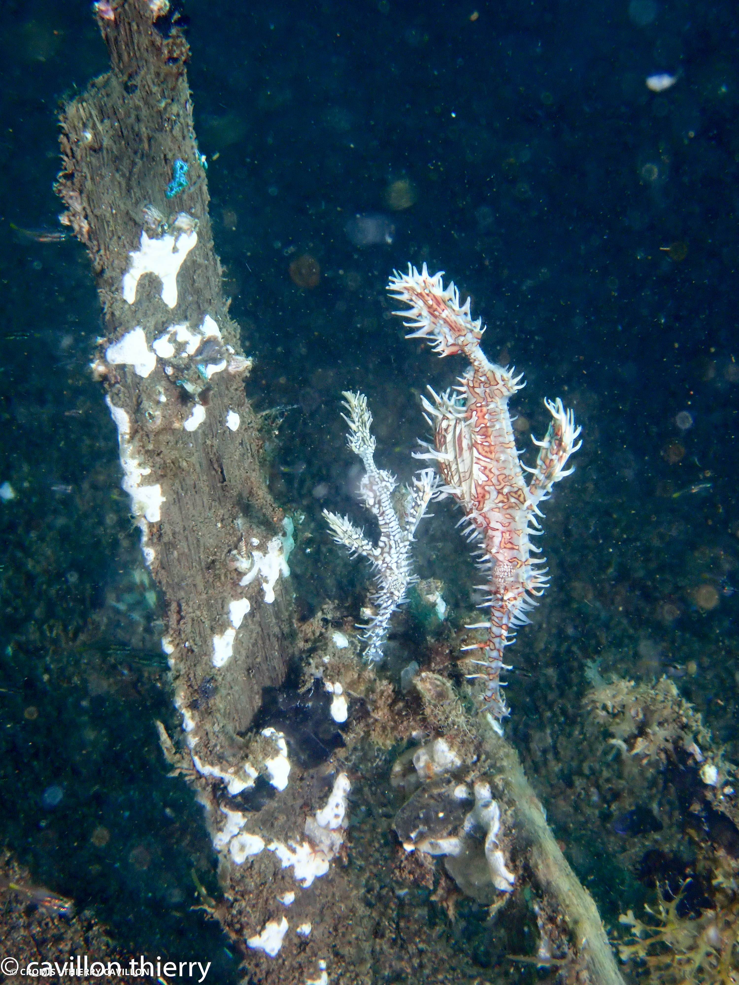Poisson-fantôme arlequin