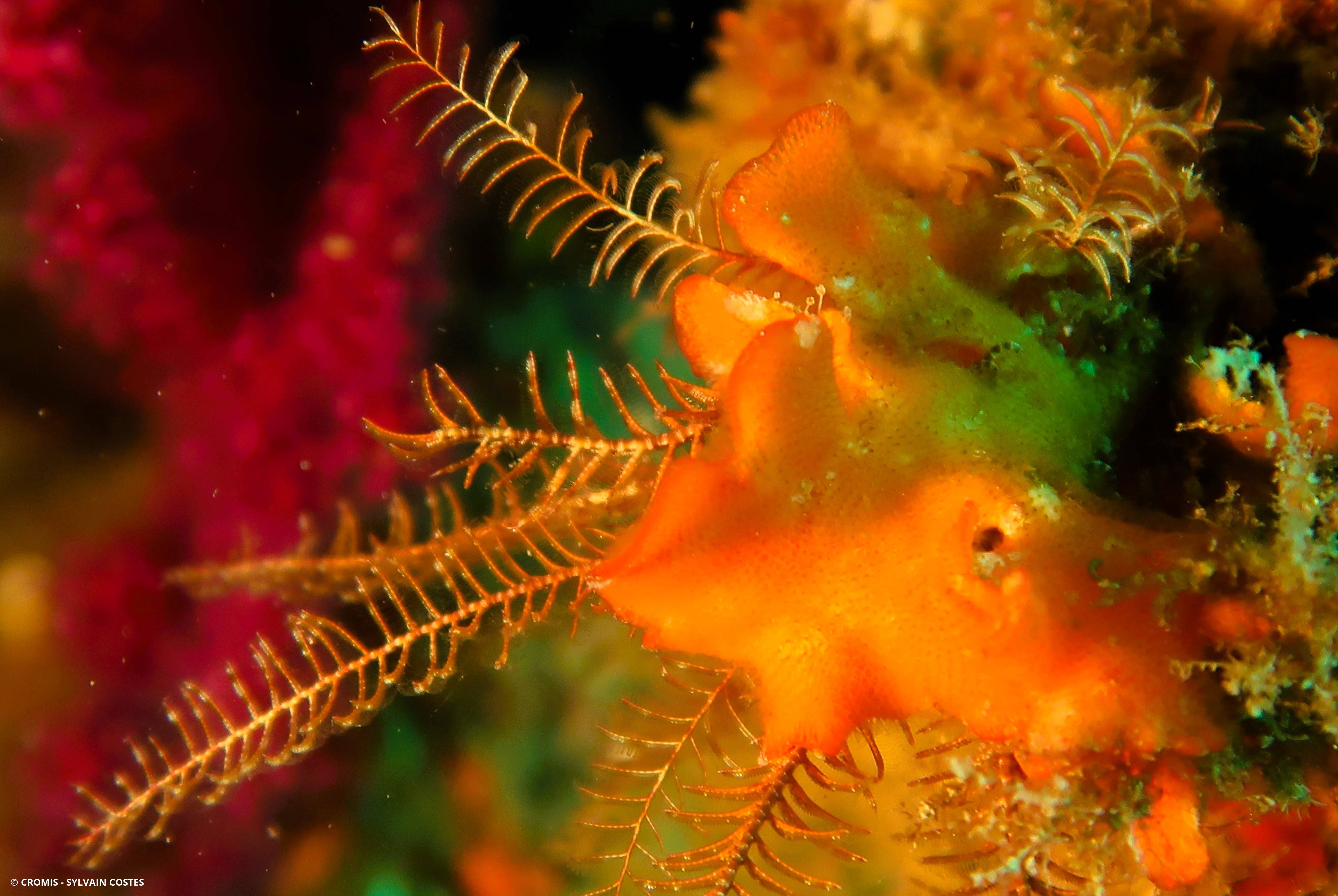 Comatule de Méditerranée