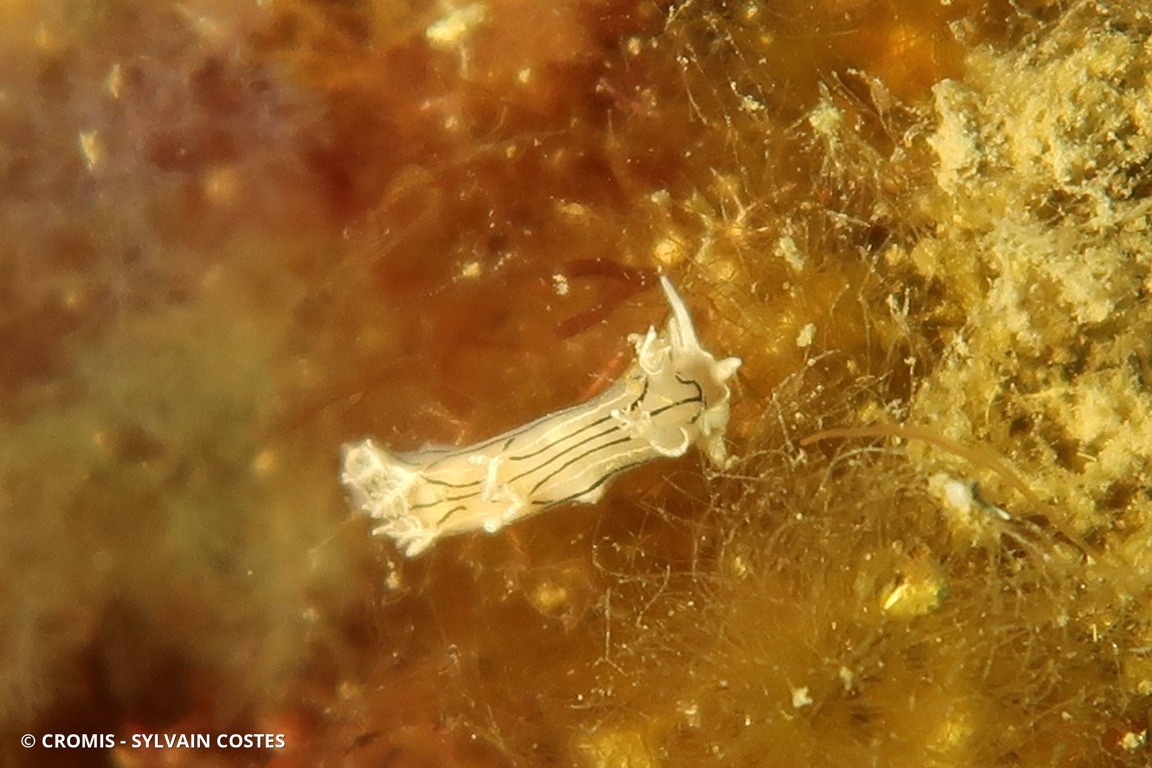 Photo 3 sur 9 : Tritonie striée