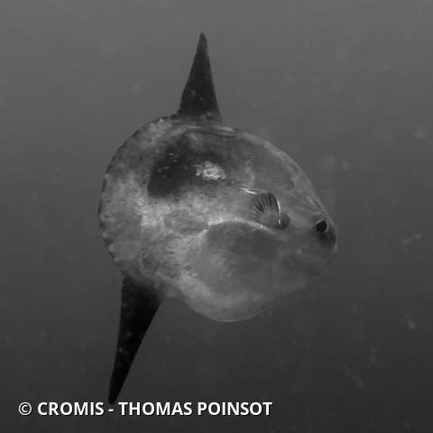 Poisson-lune