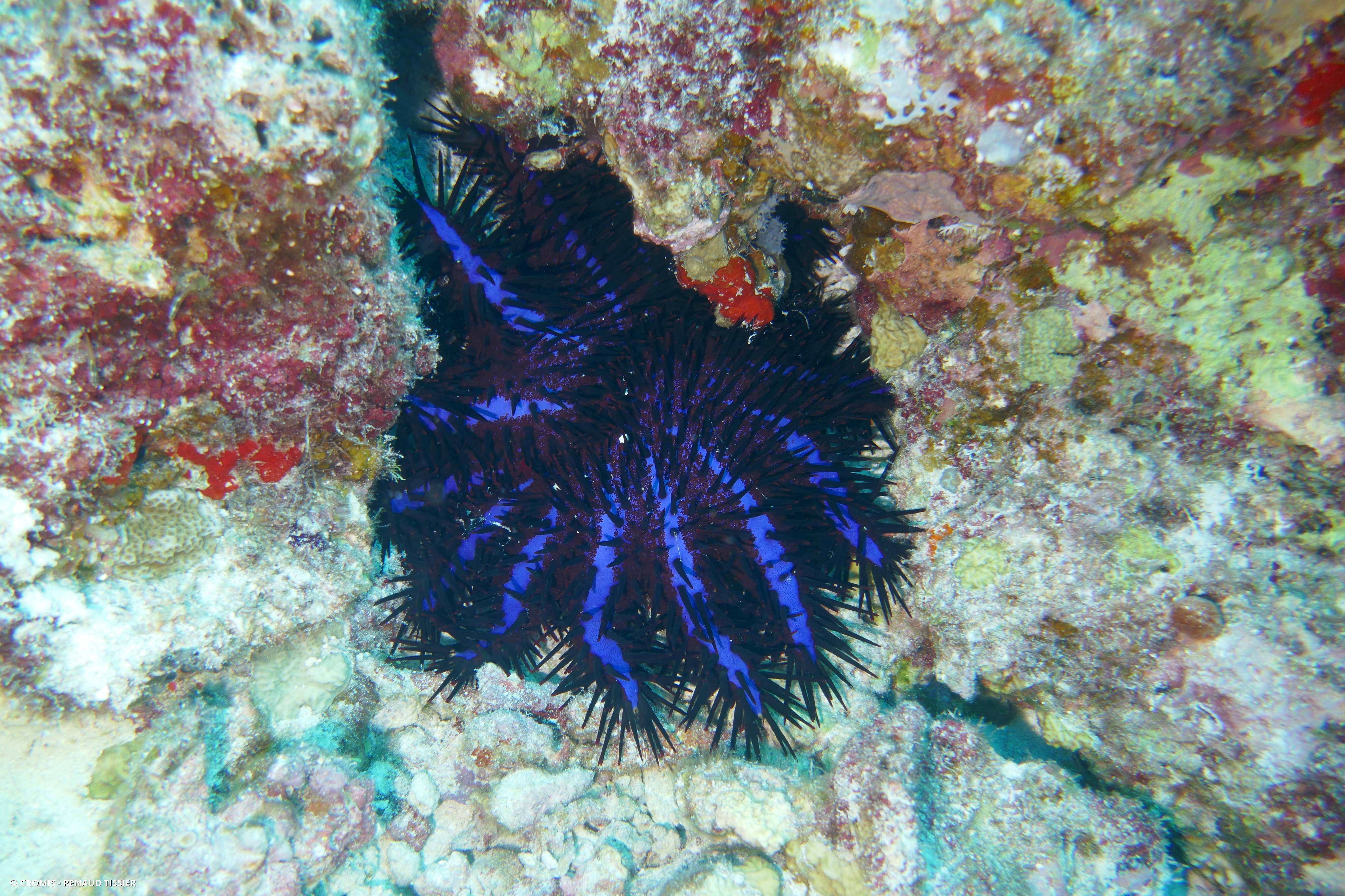 Couronne d’épines