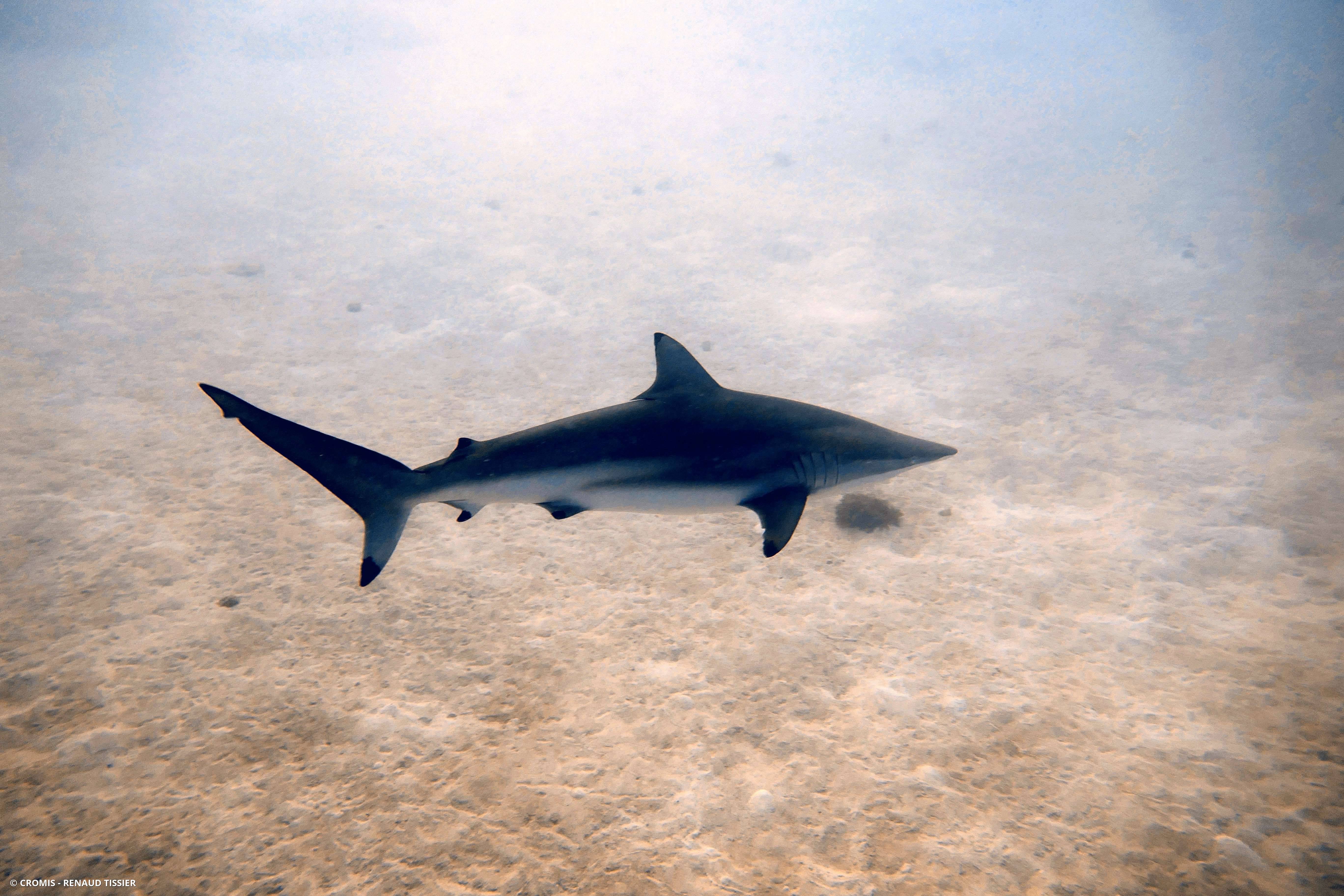 Requin tisserand