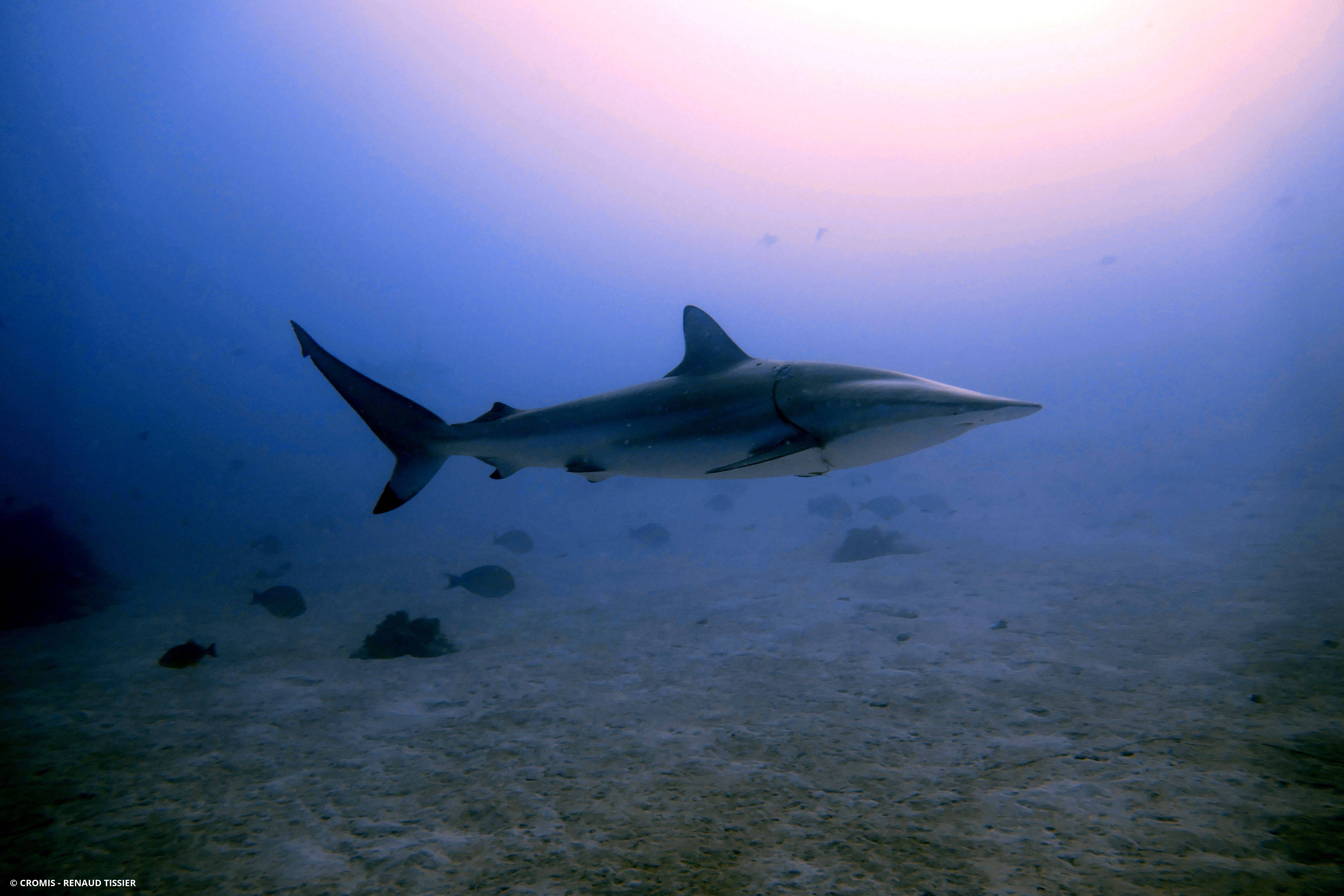 Requin tisserand