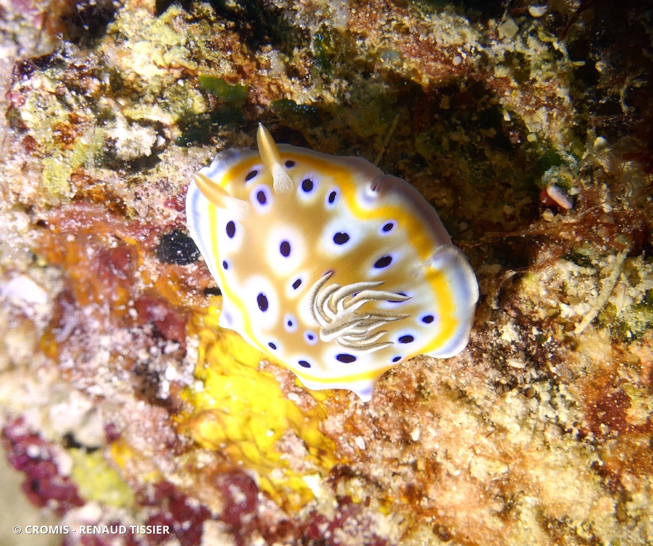 Chromodoris jumeau