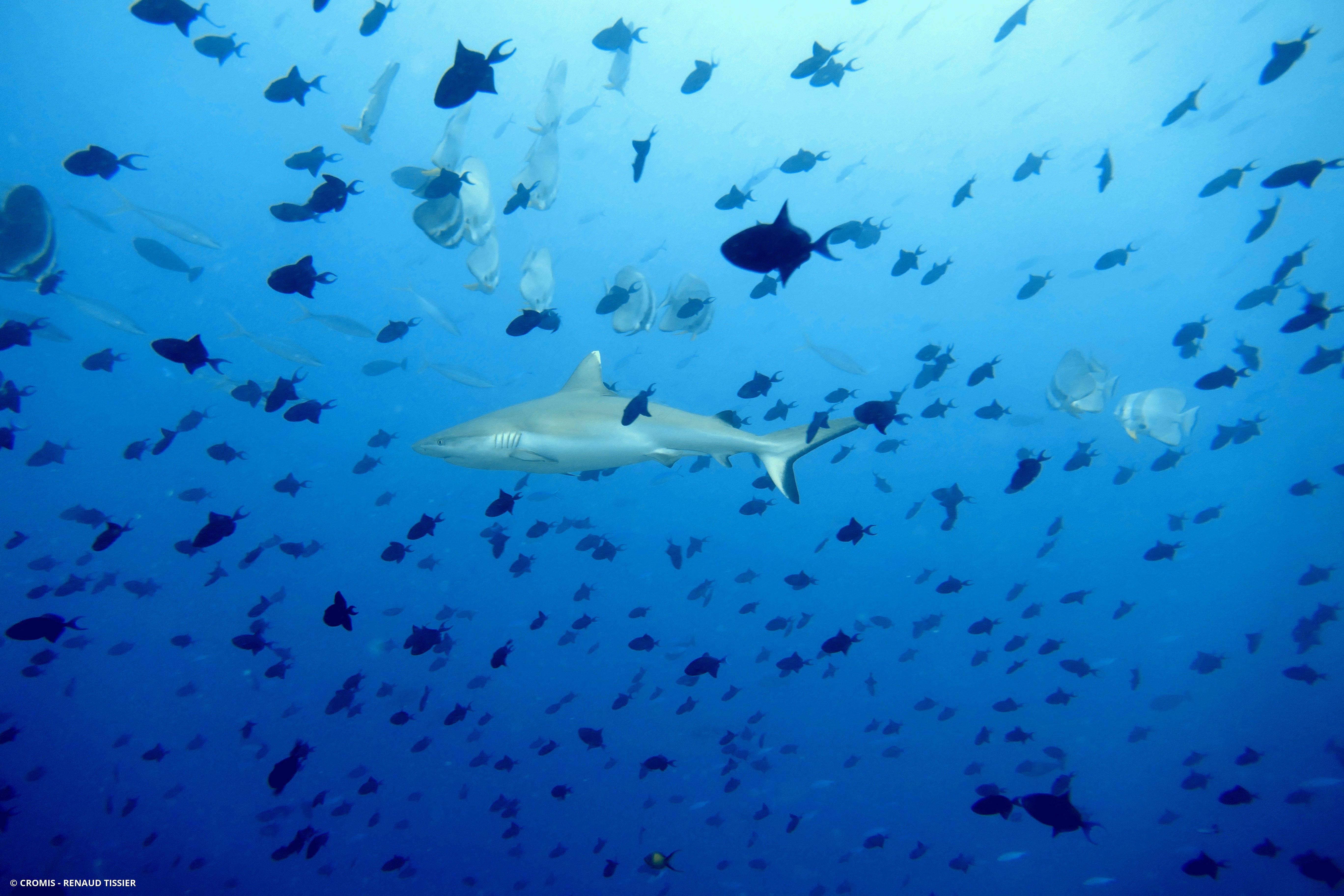 Requin gris de récif