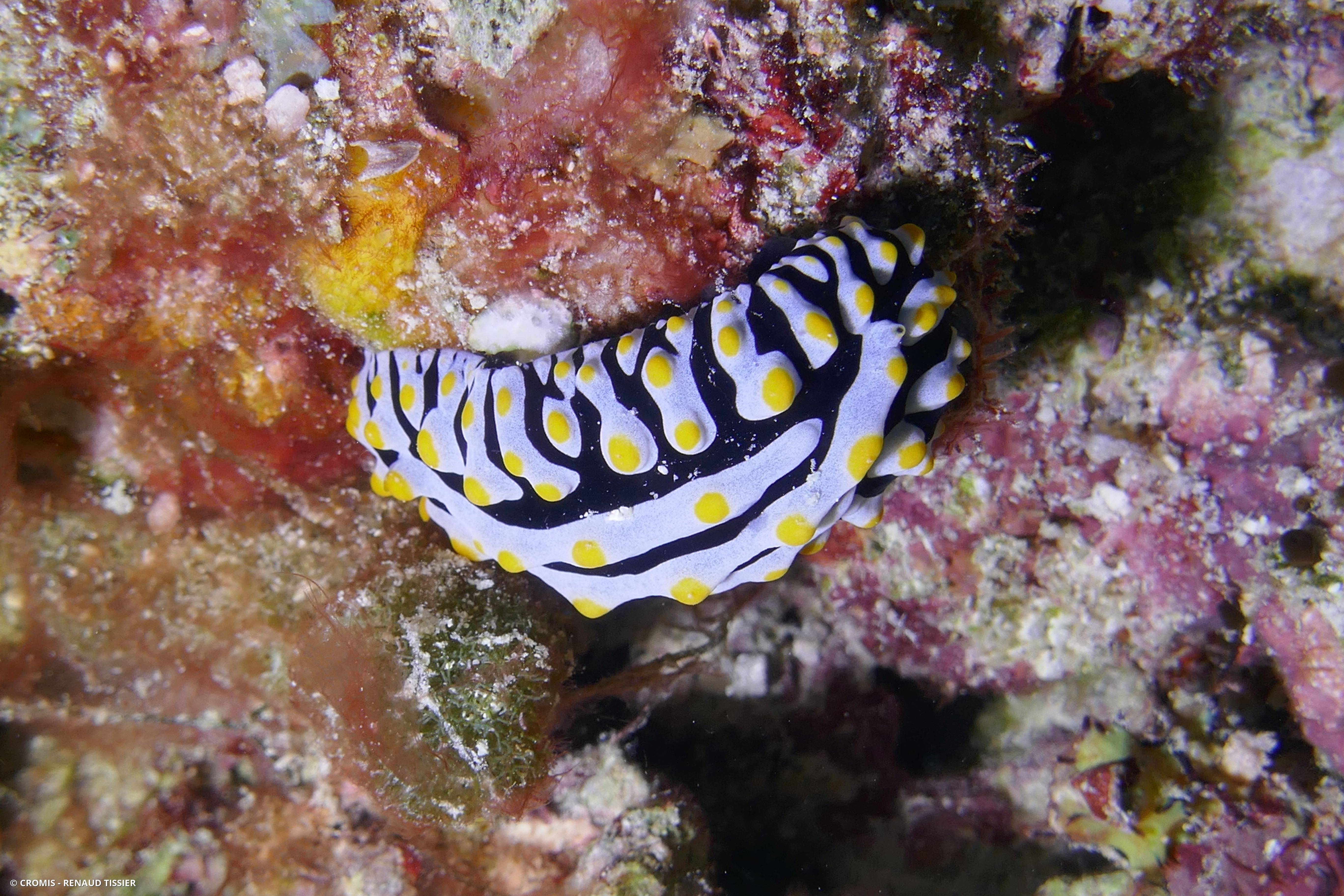 Phyllidie verruqueuse
