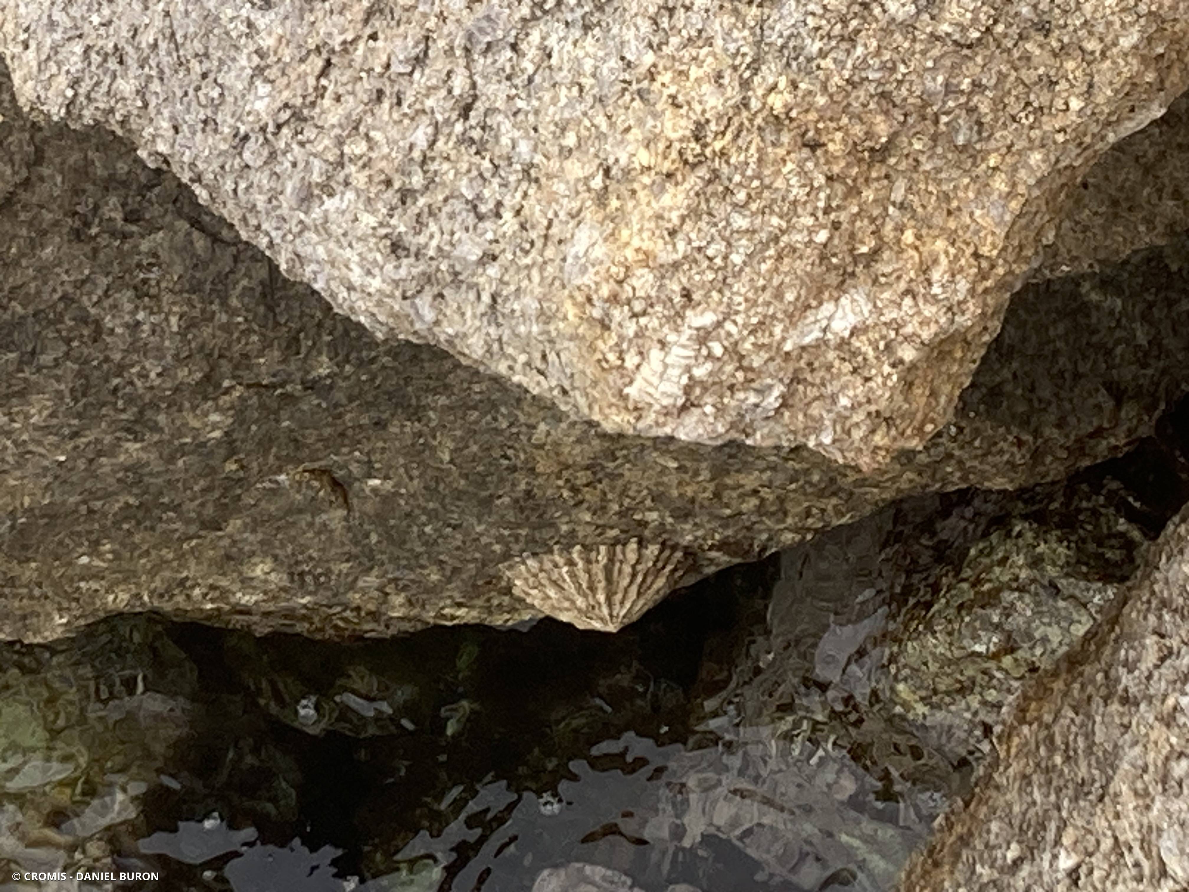 Patelle ferrugineuse