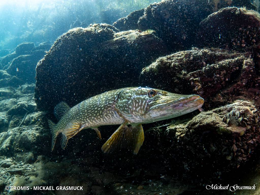 Brochet