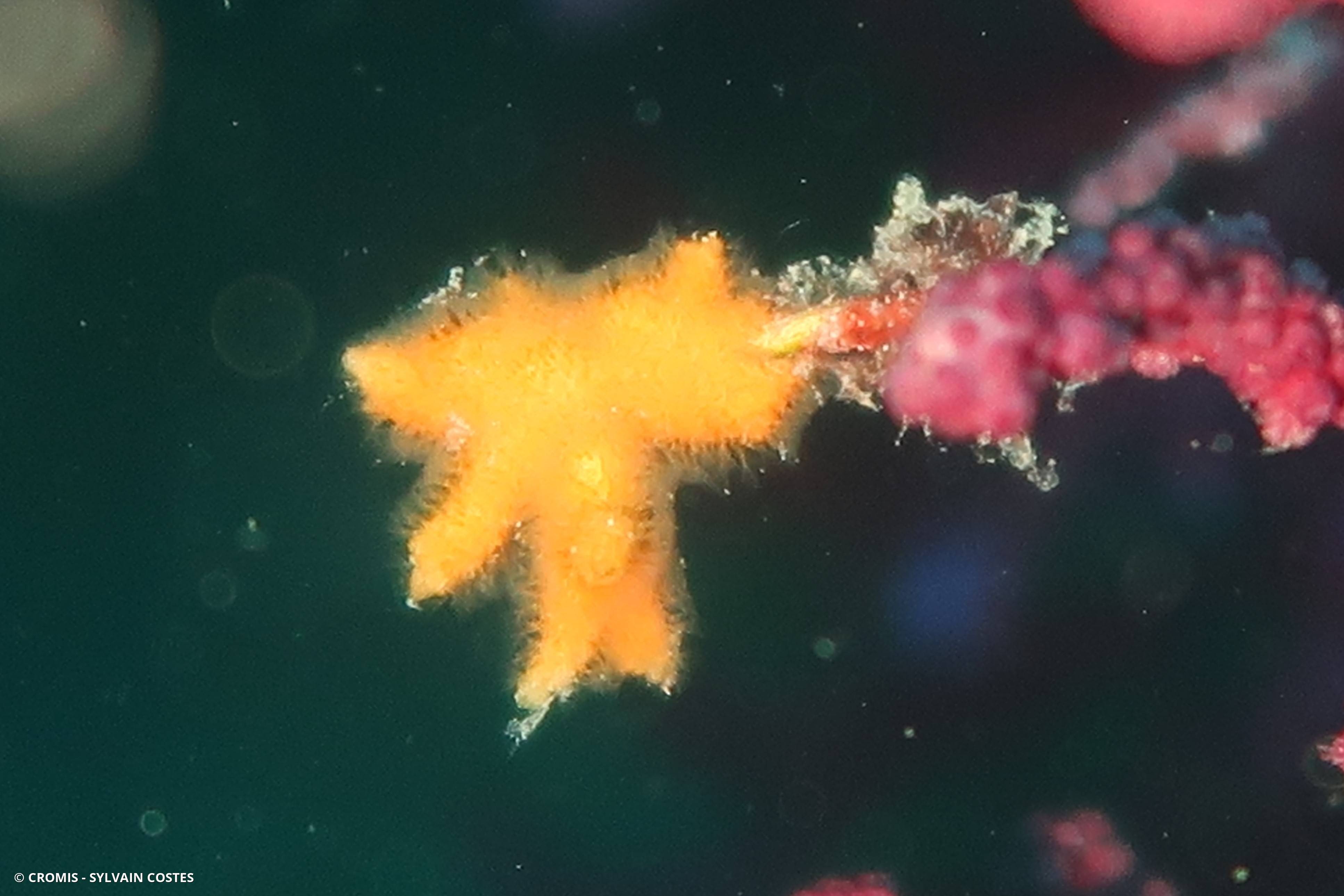 Turbicellépore cornu de Méditerranée