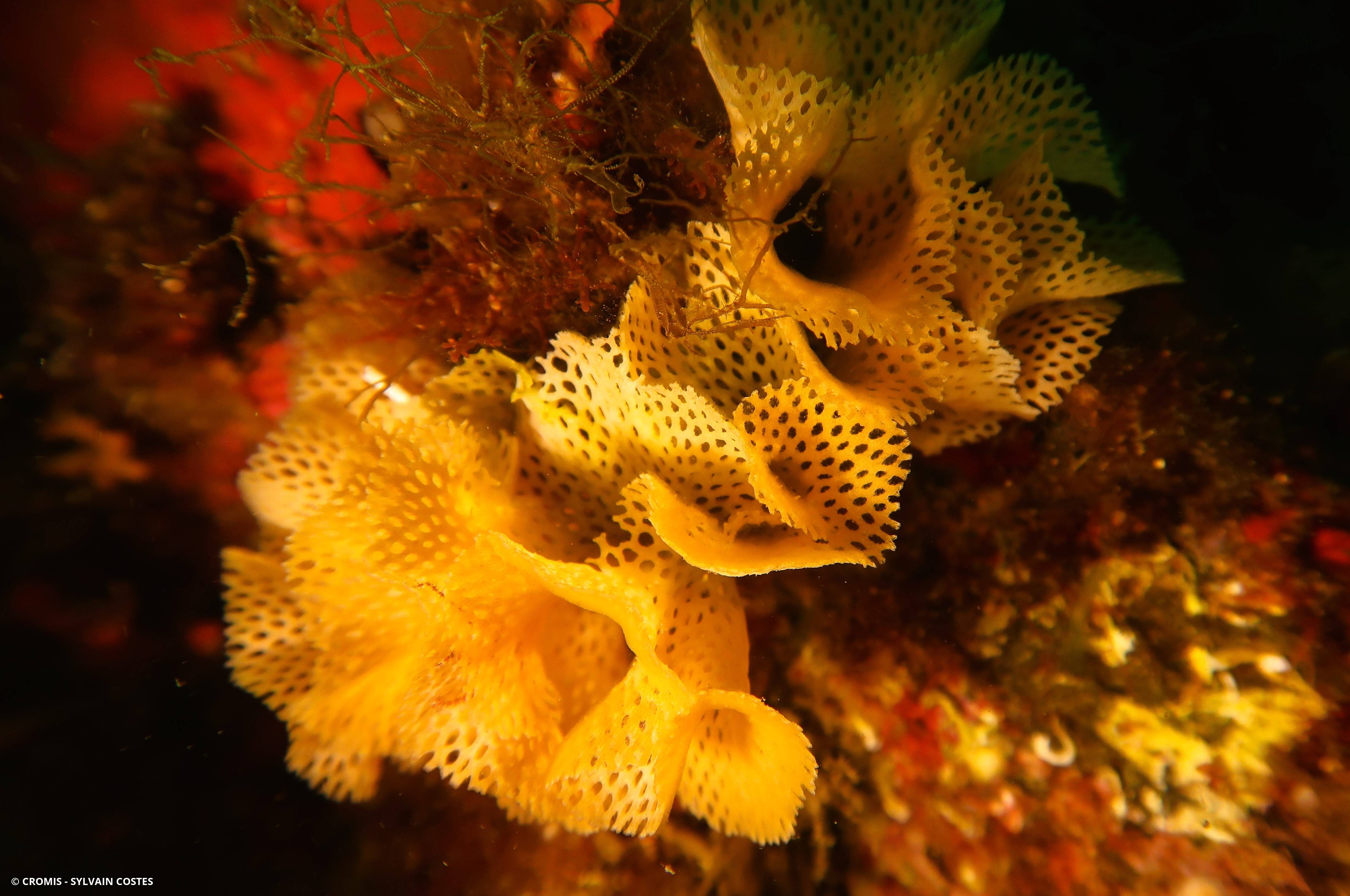 Dentelle de Neptune