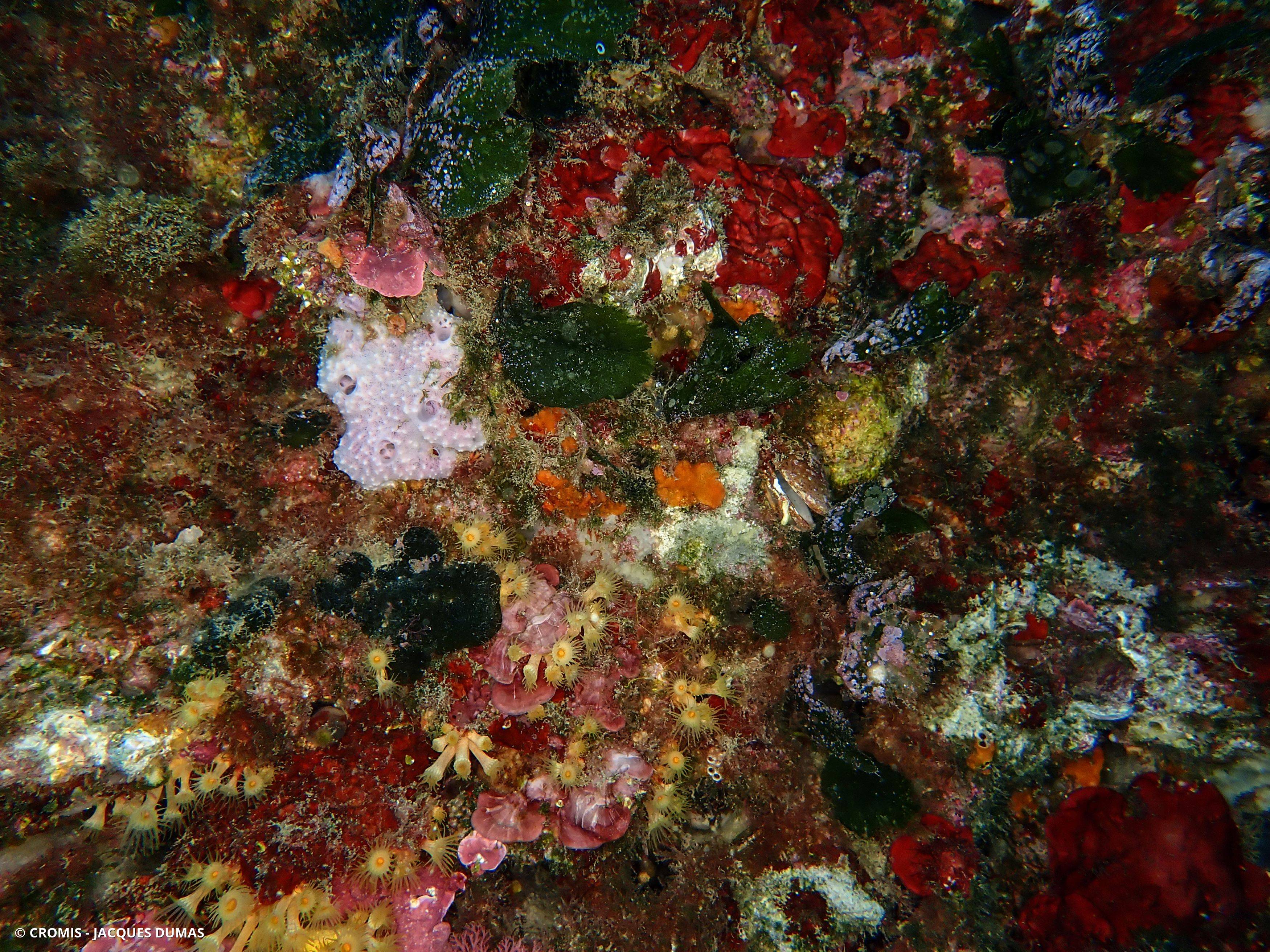 Datte de mer