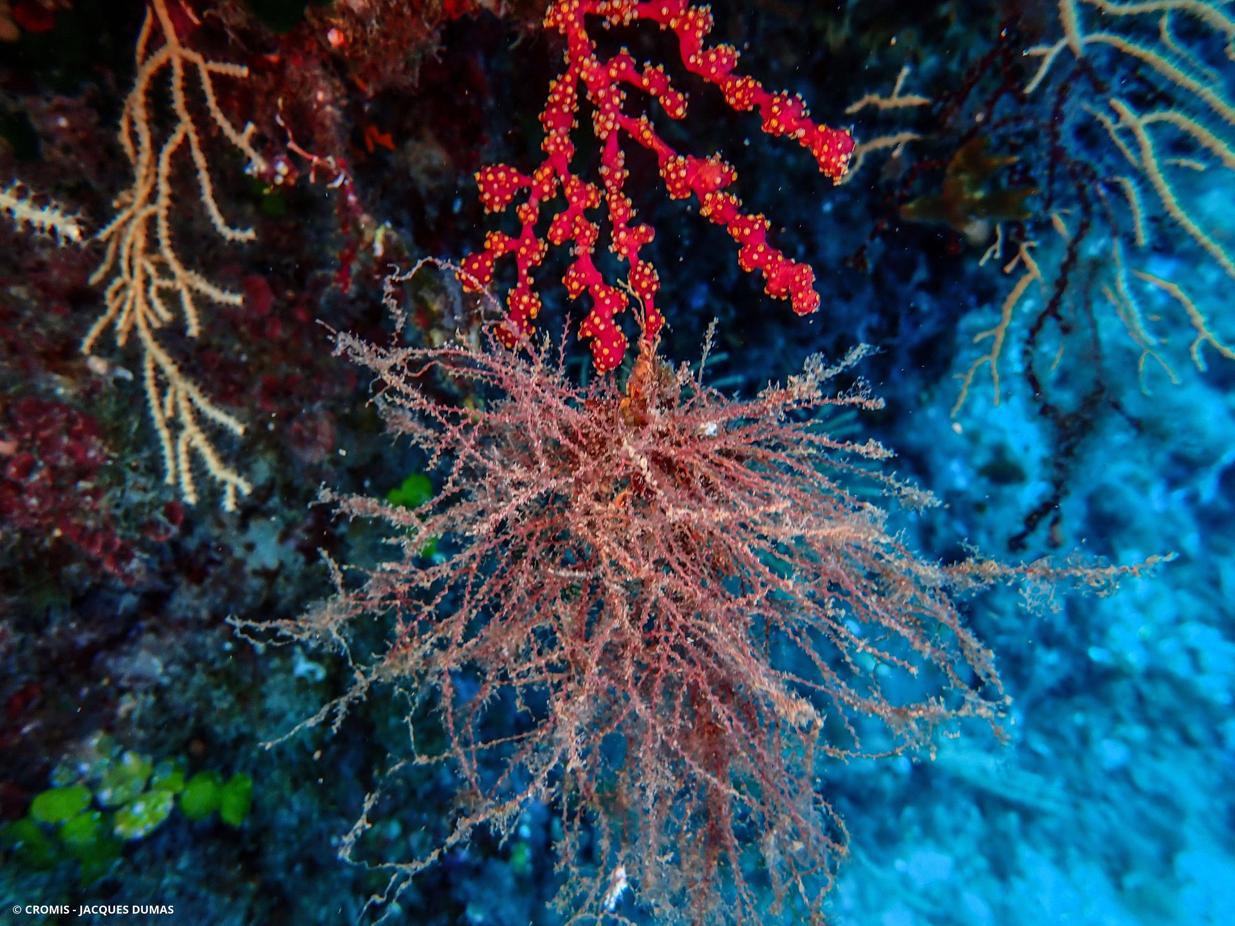 Epistomie boursette
