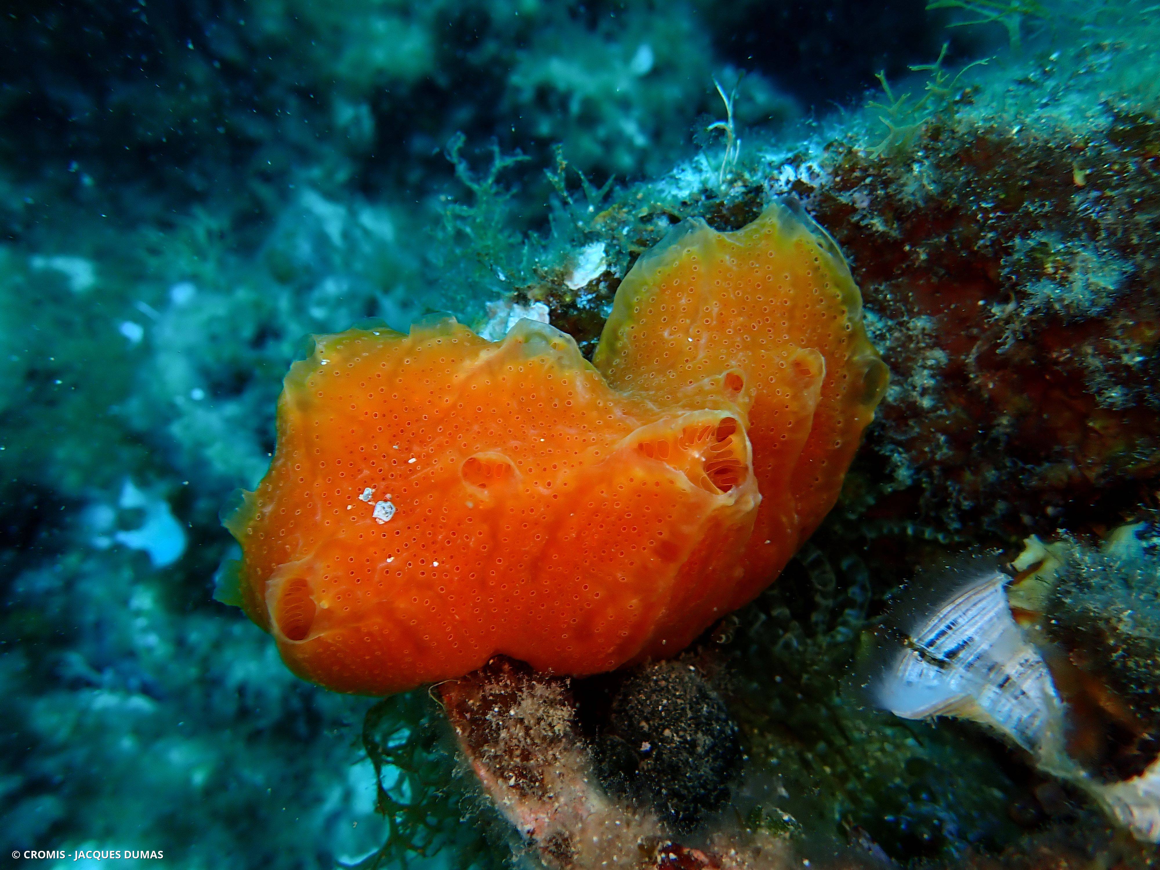 Fraise de mer