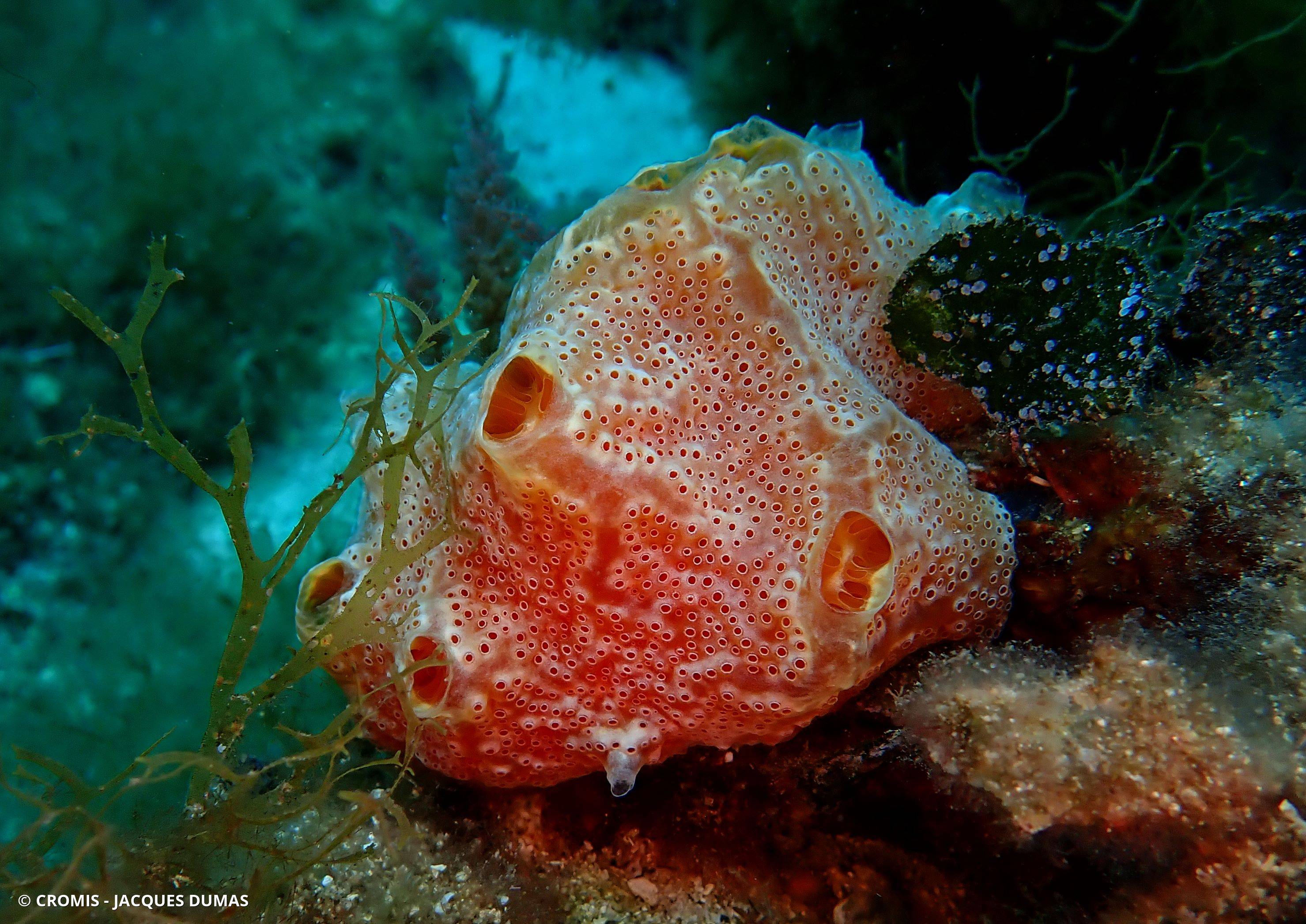 Fraise de mer