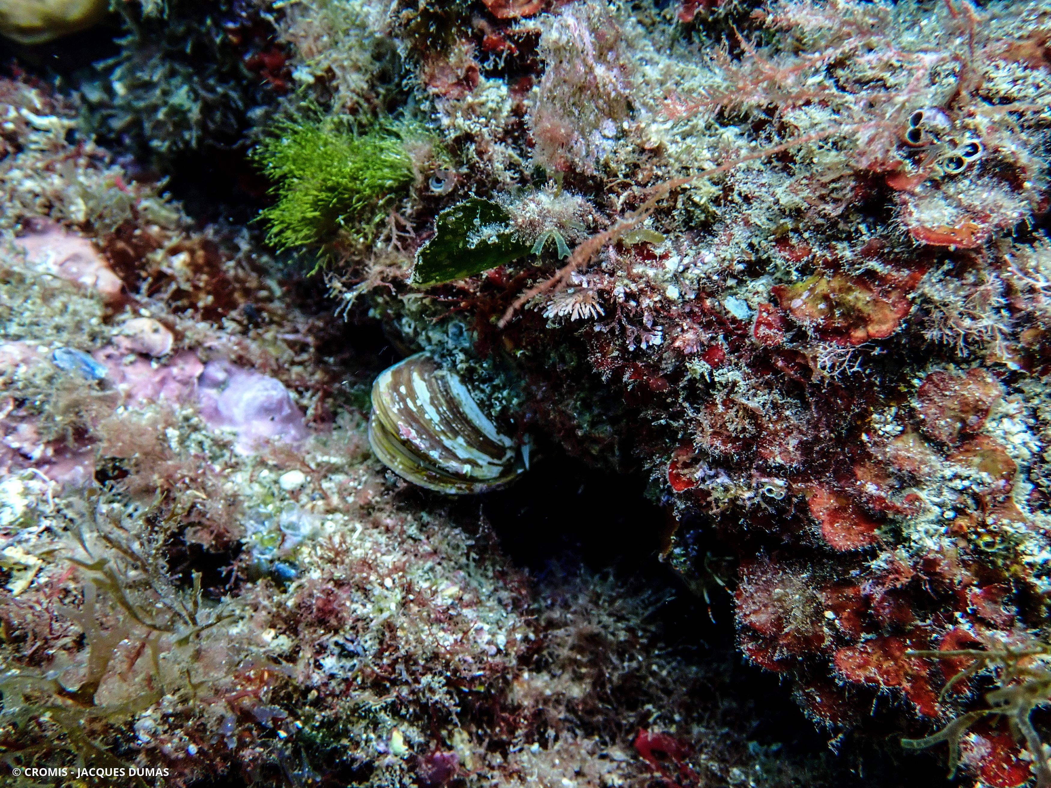 Datte de mer