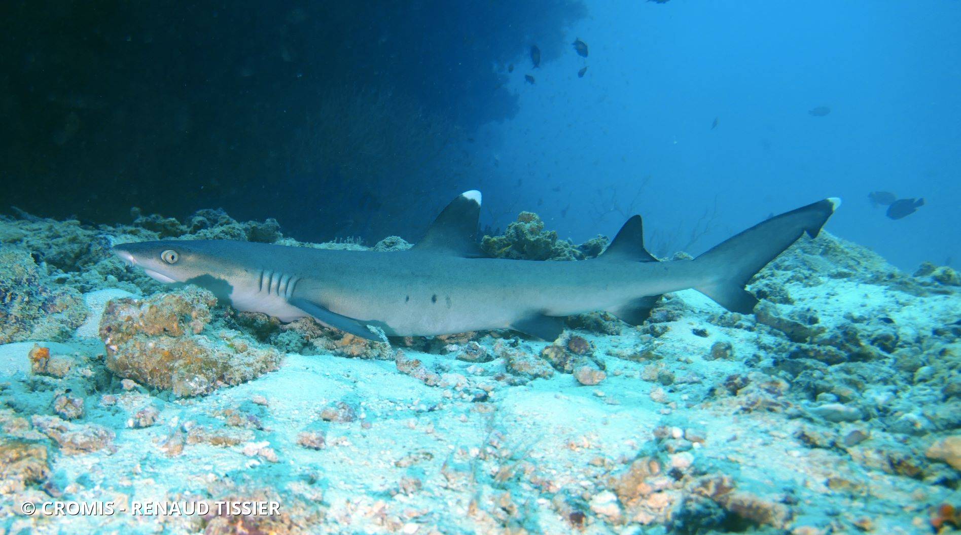Requin corail