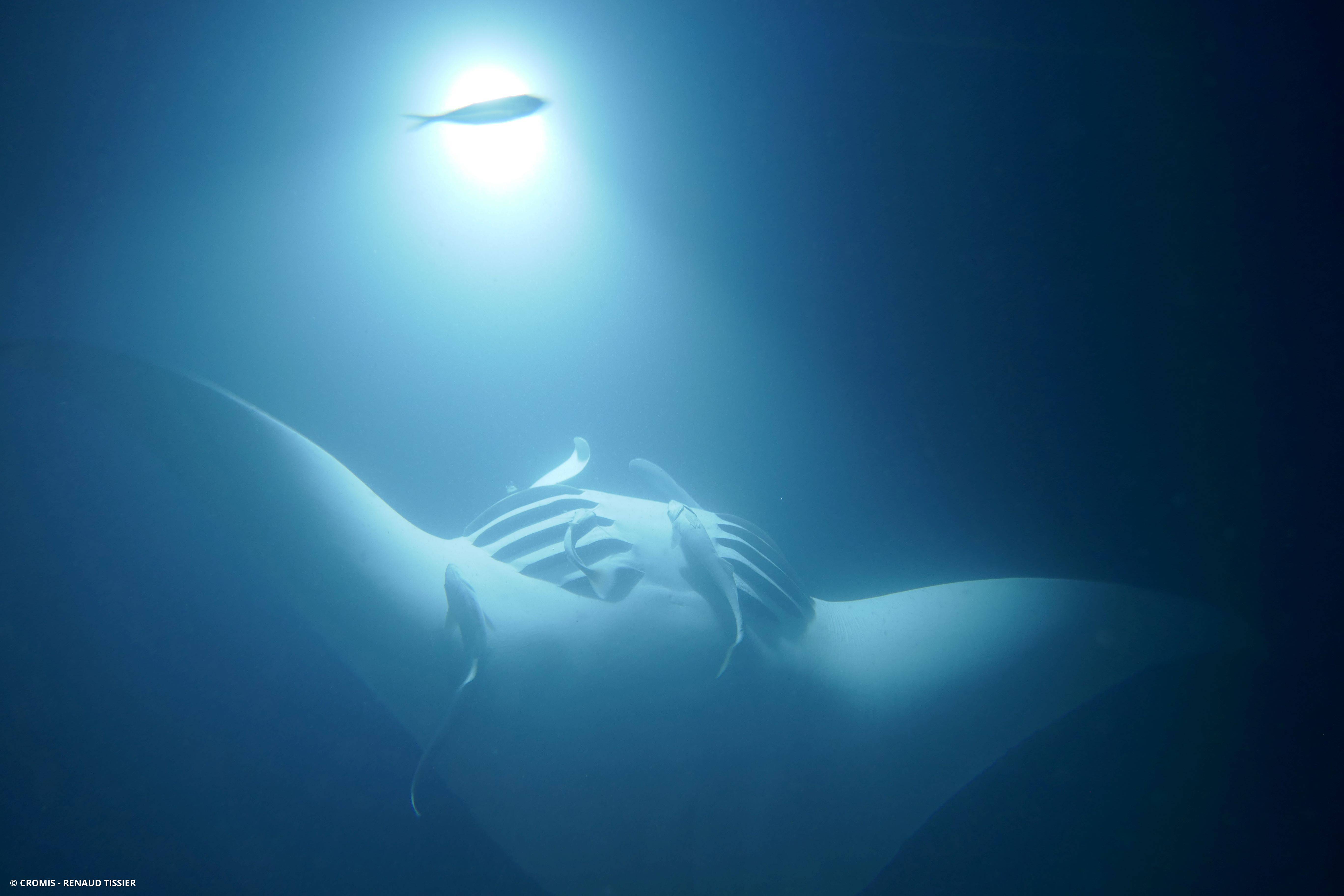 Manta géante