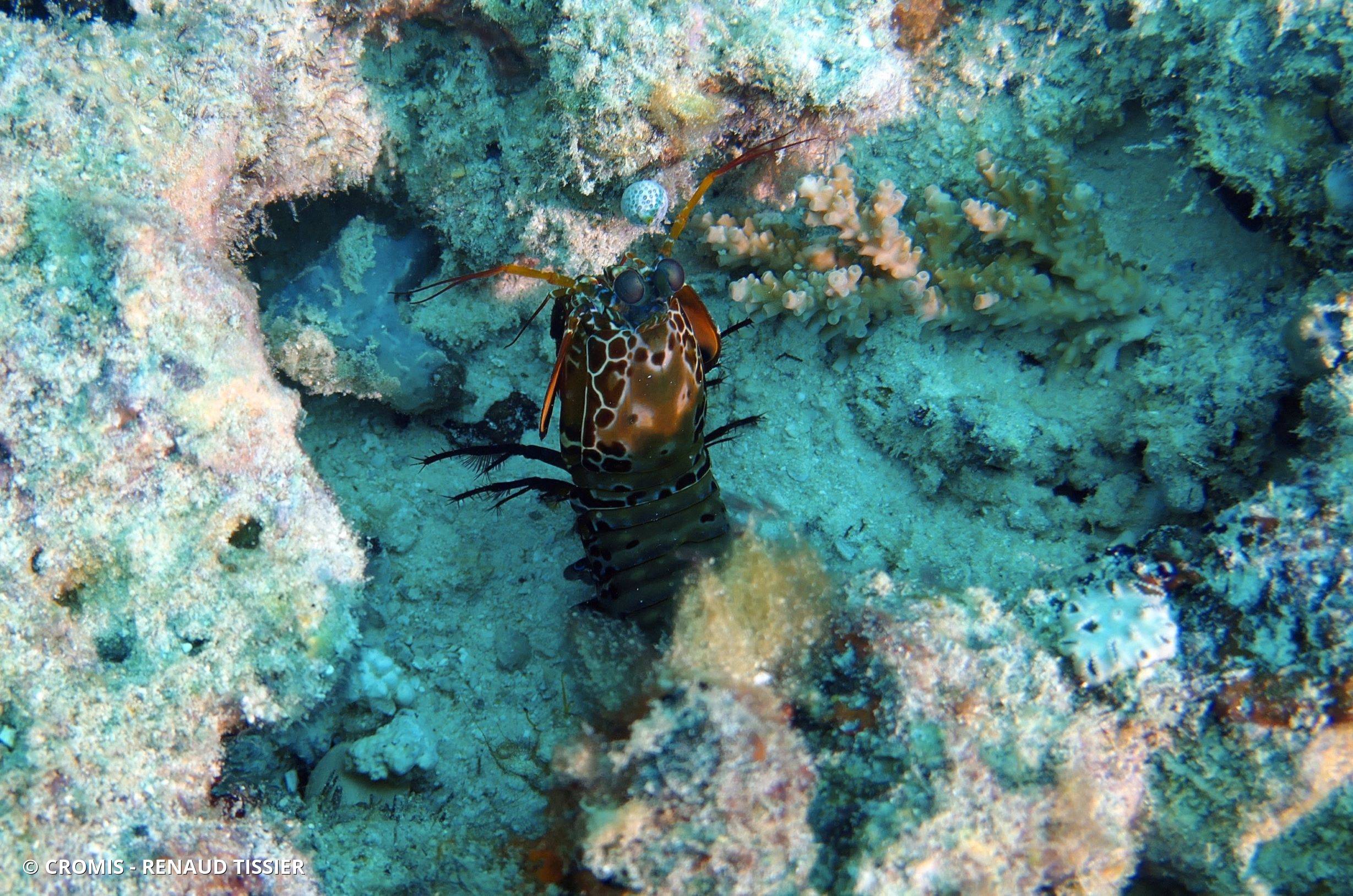 Mante de mer paon