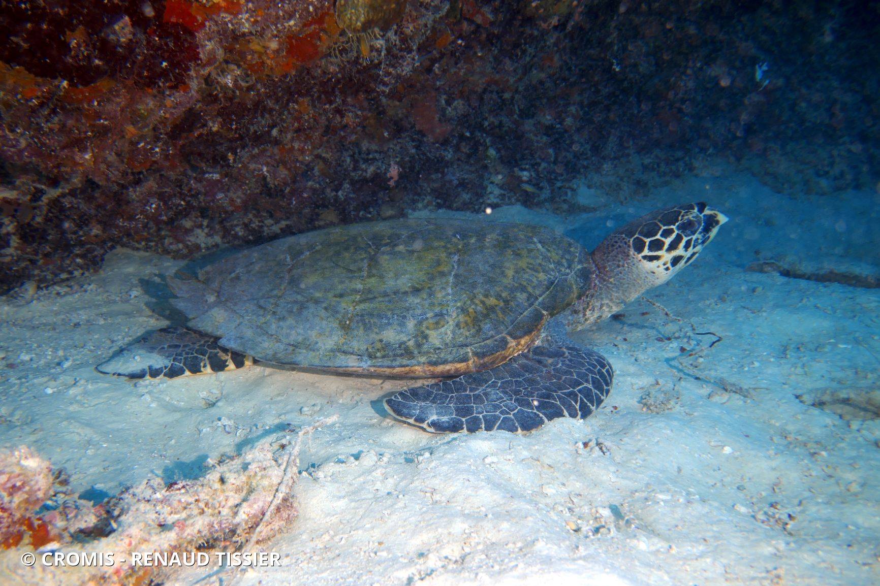 Tortue imbriquée