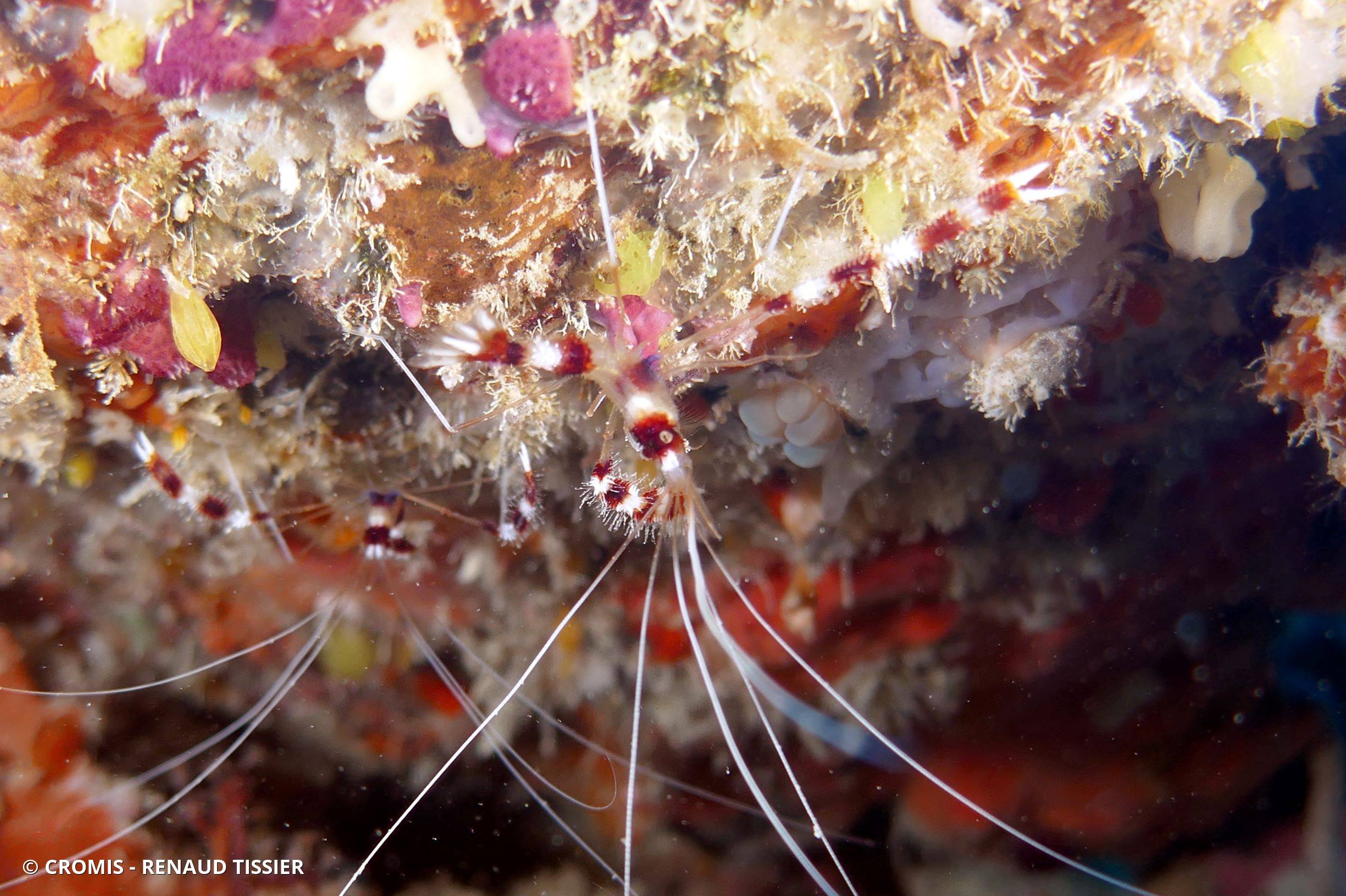 Grande crevette nettoyeuse