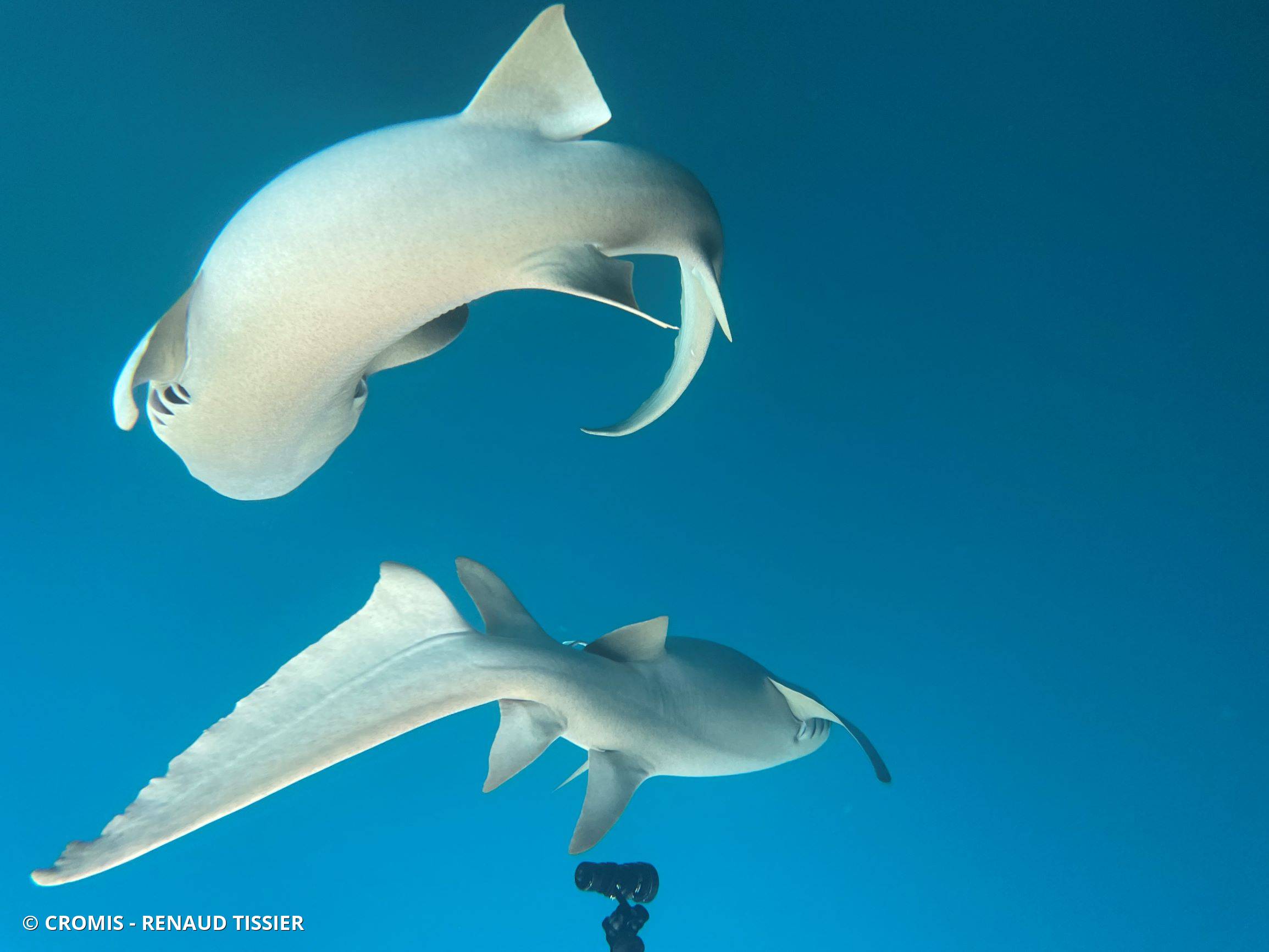 Requin nourrice fauve