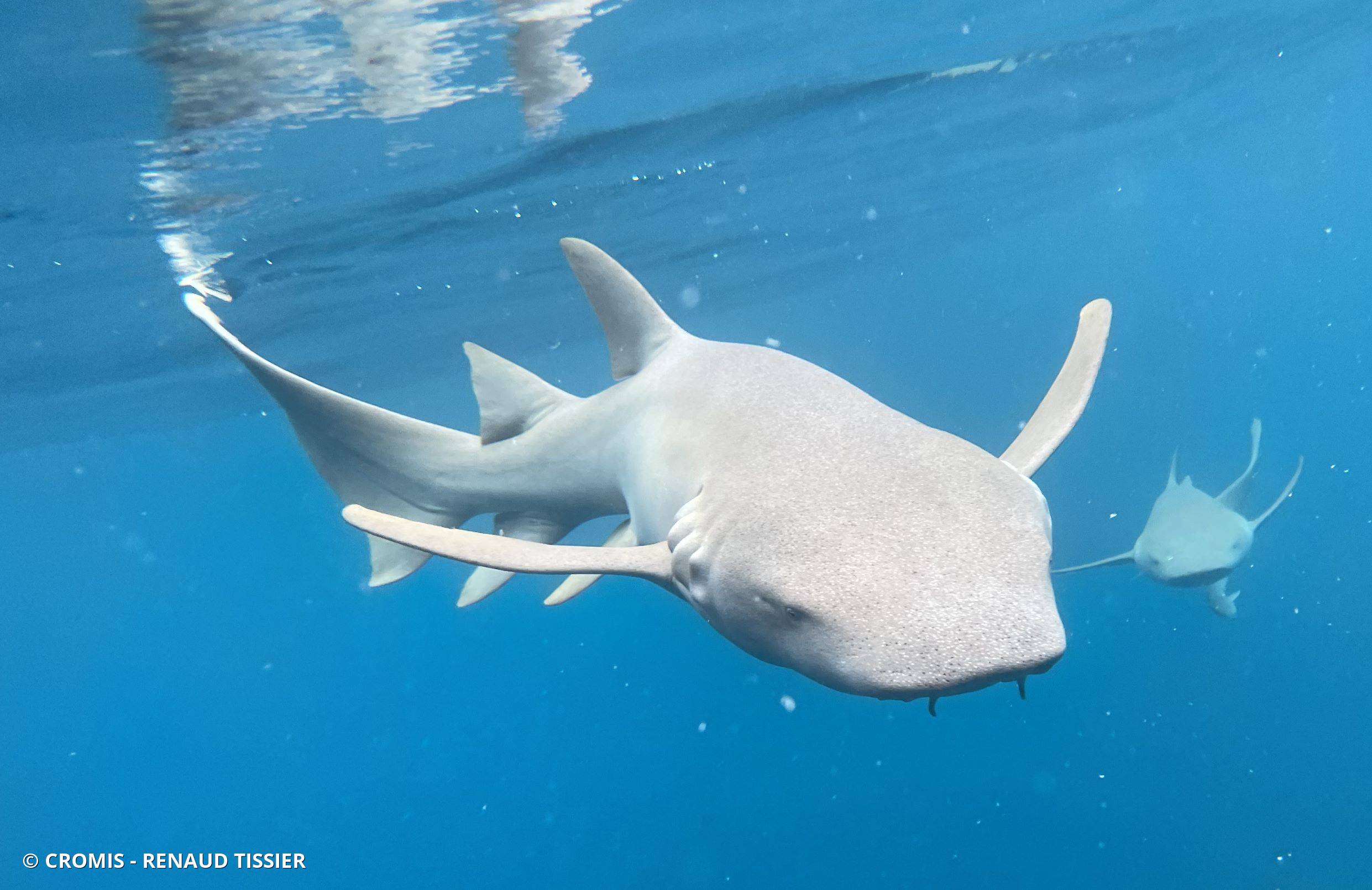 Requin nourrice fauve