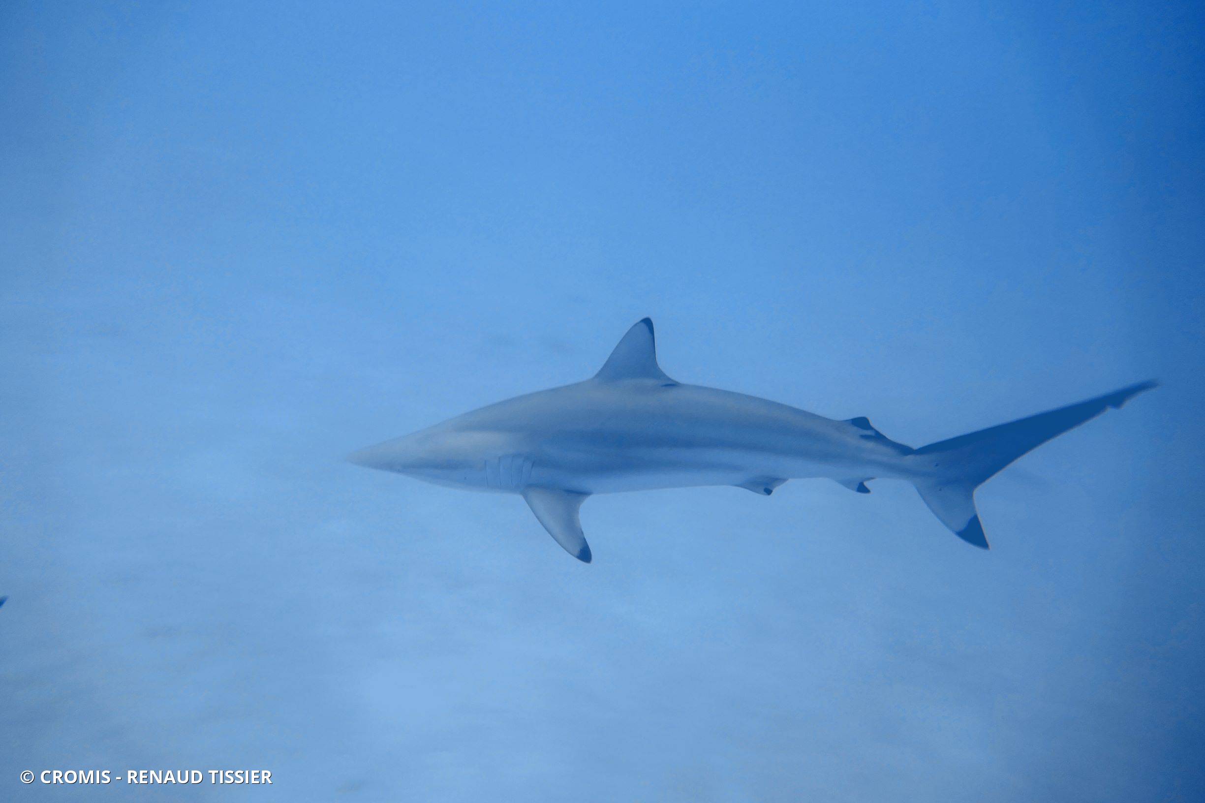 Requin soyeux
